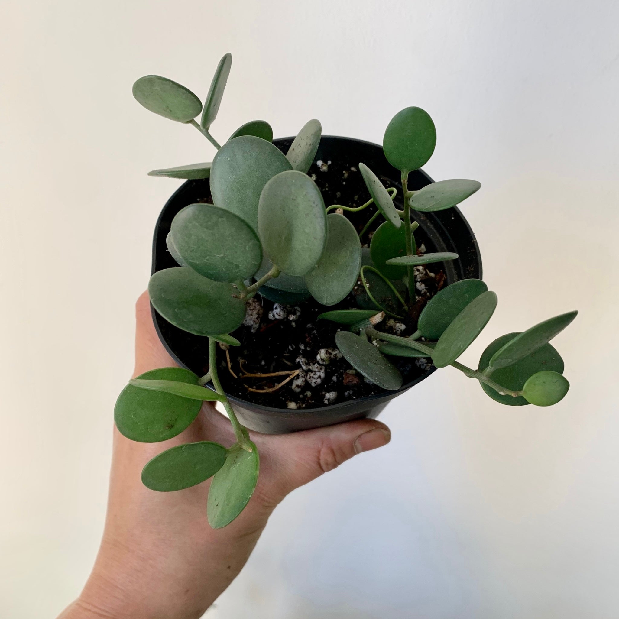 Silver Dollar Vine (Xerosicyos Danguyi ) 4” pot