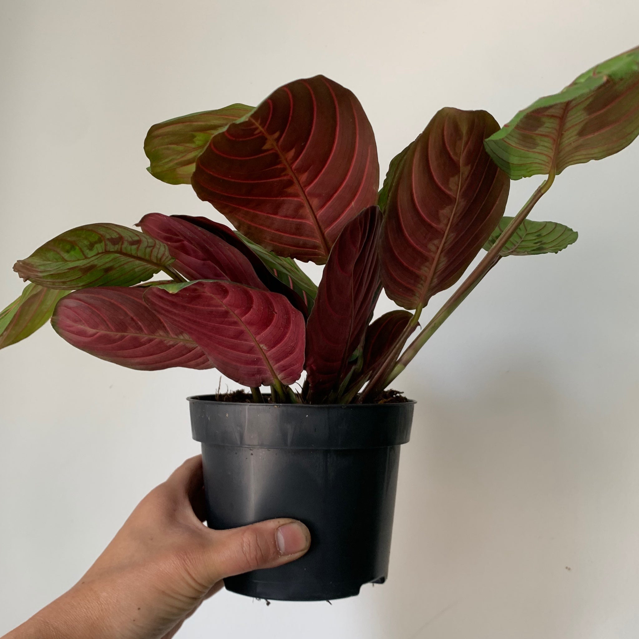 Red Prayer Plant (Maranta) 5” pot