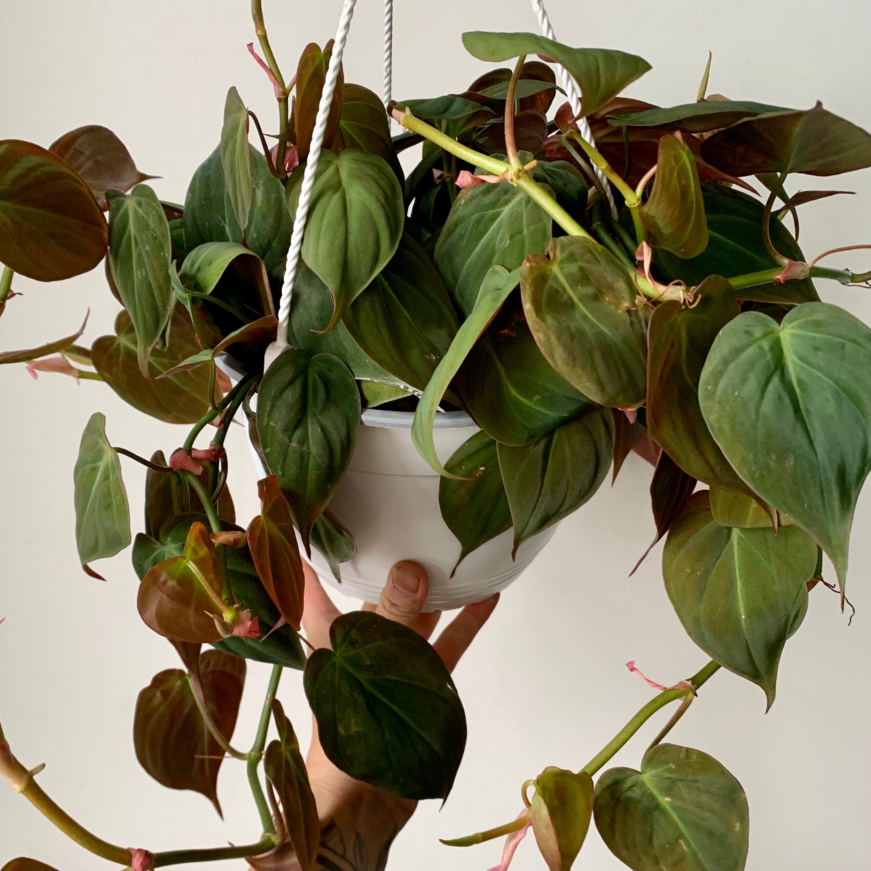 Philodendron “Micans” 8 hanging basket