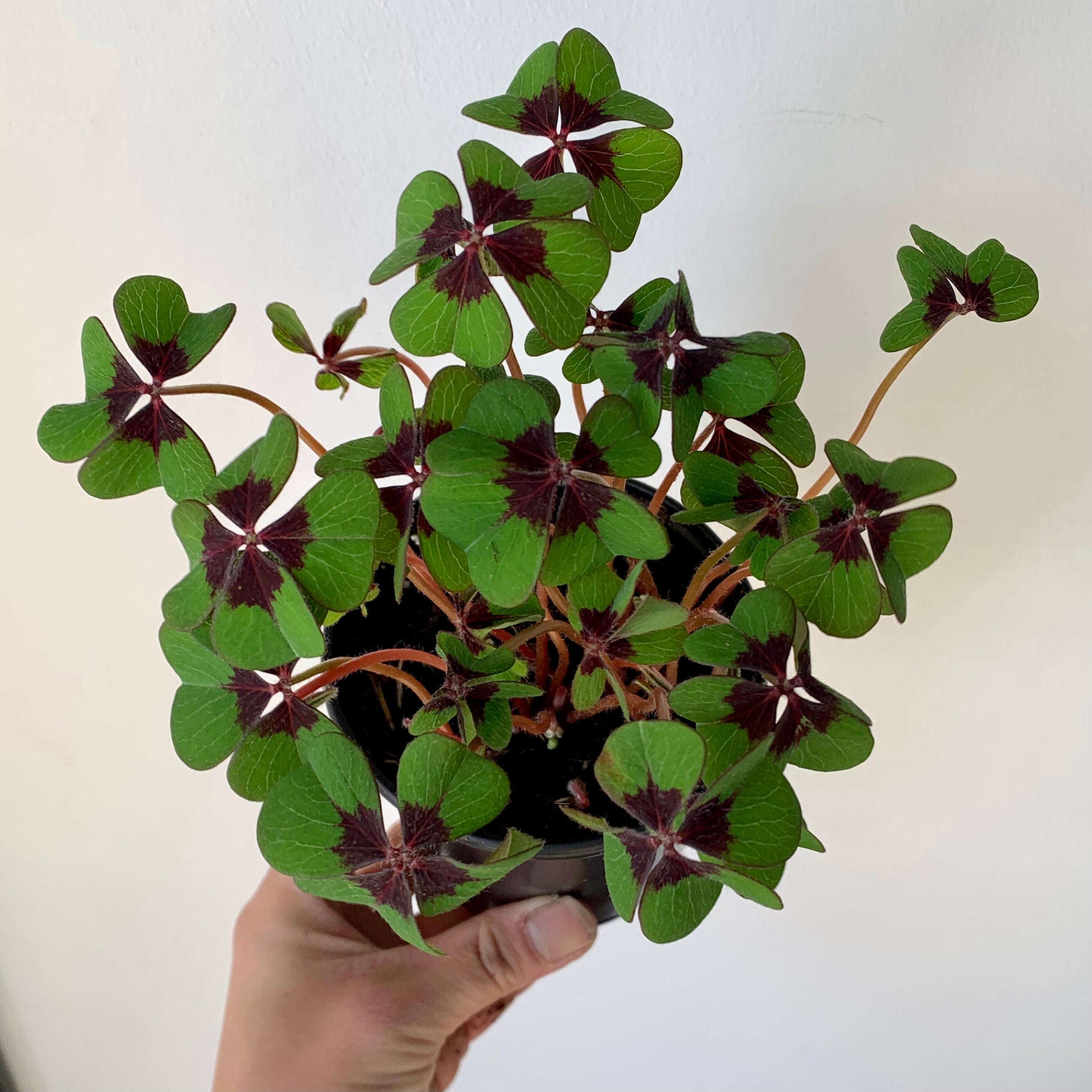 Oxalis tetraphylla "Iron Cross" 4” pot