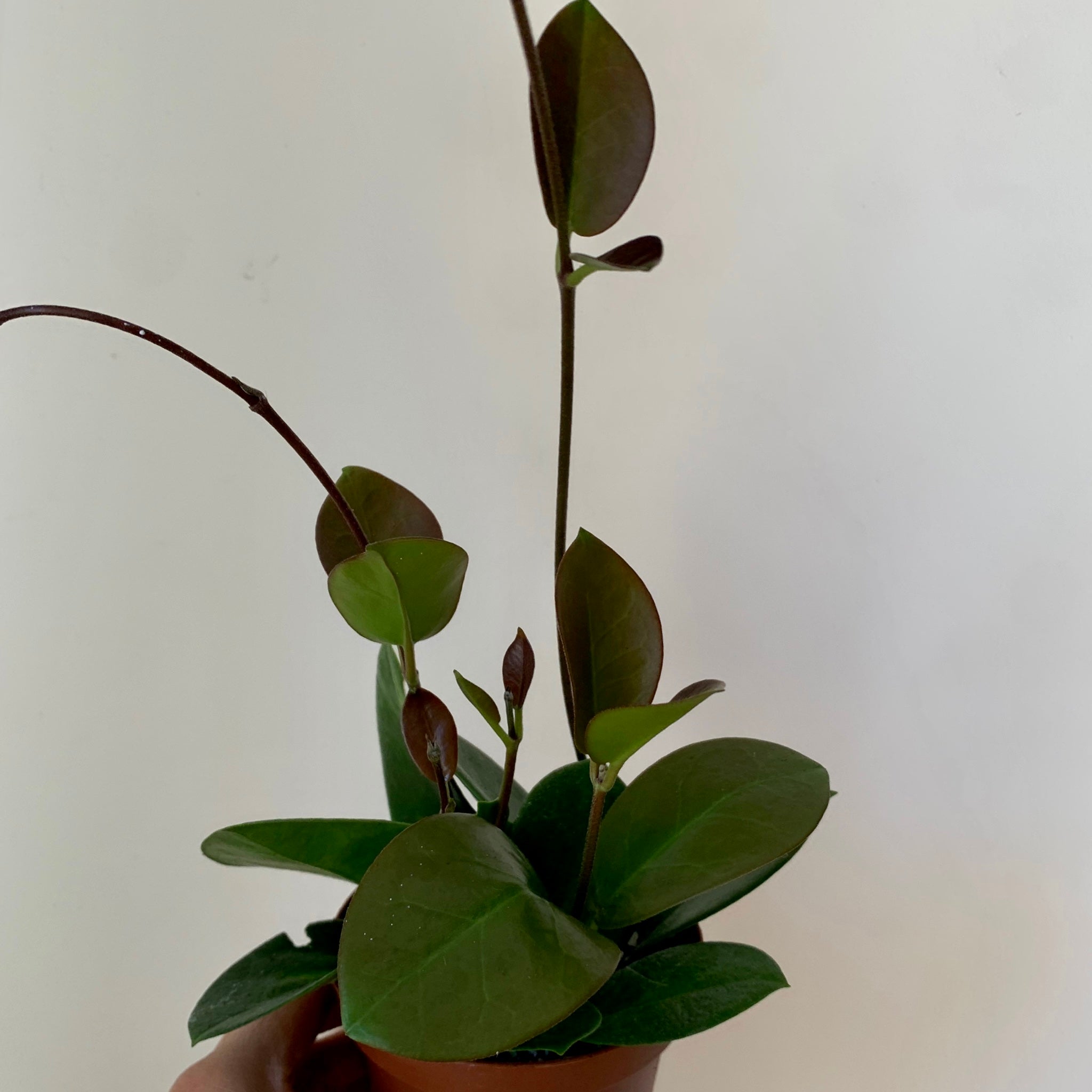 Hoya australis 3.5” pot