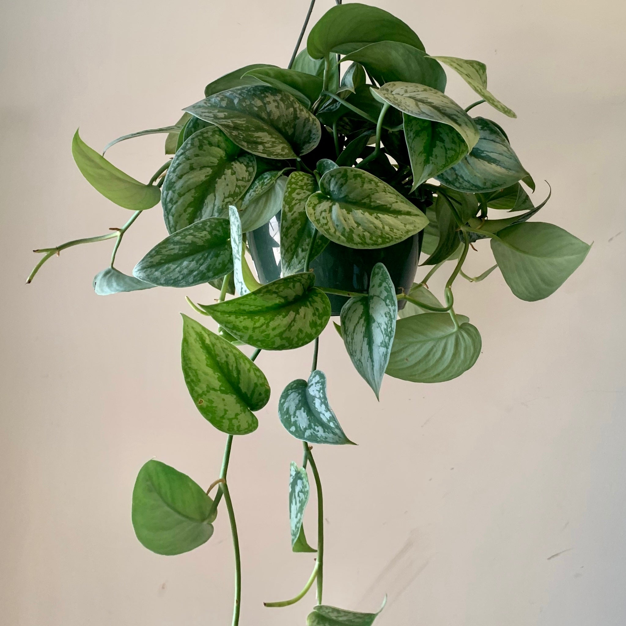 Scindapsus “Exotica” 8” Hanging Basket