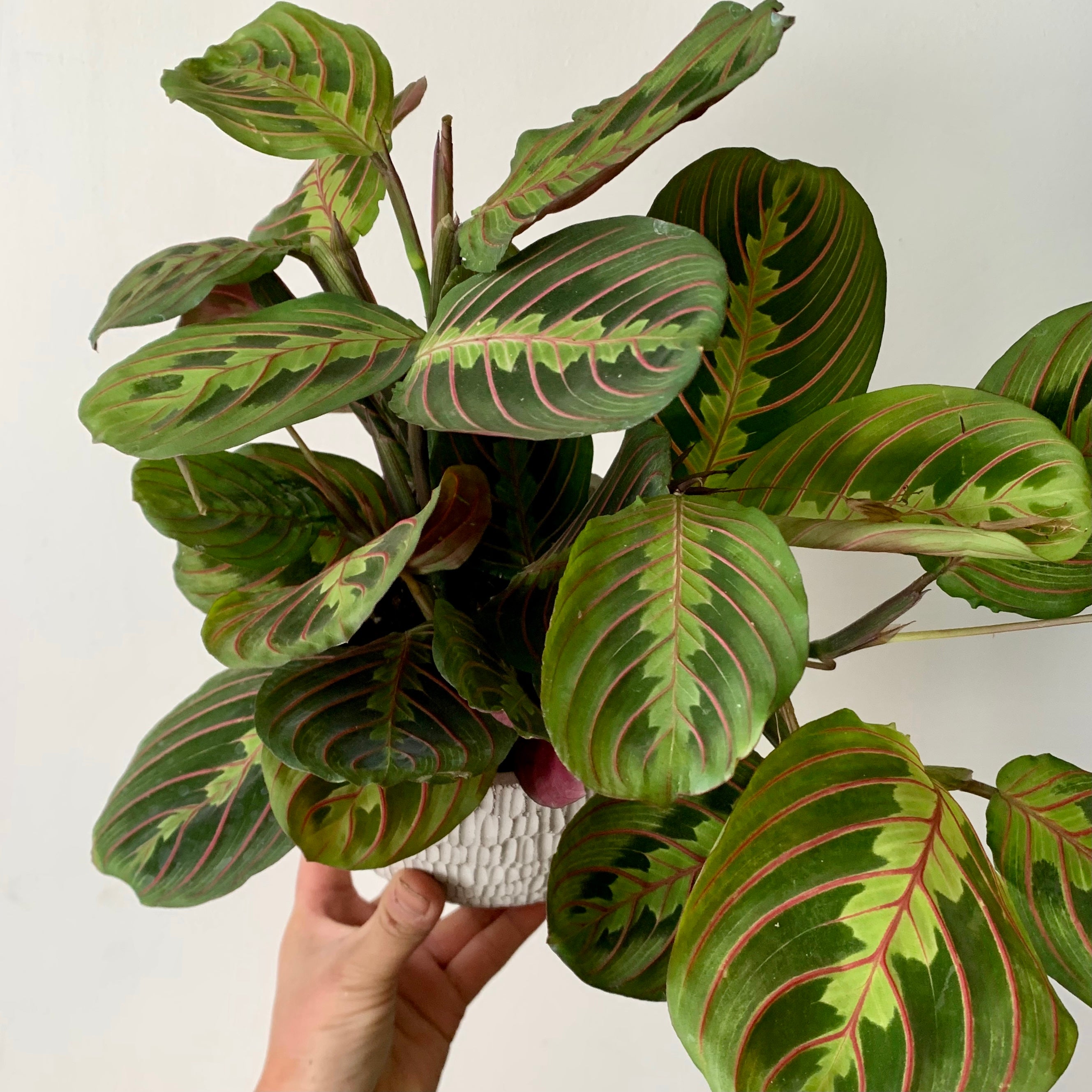 Red Prayer Plant (Maranta) 5” pot