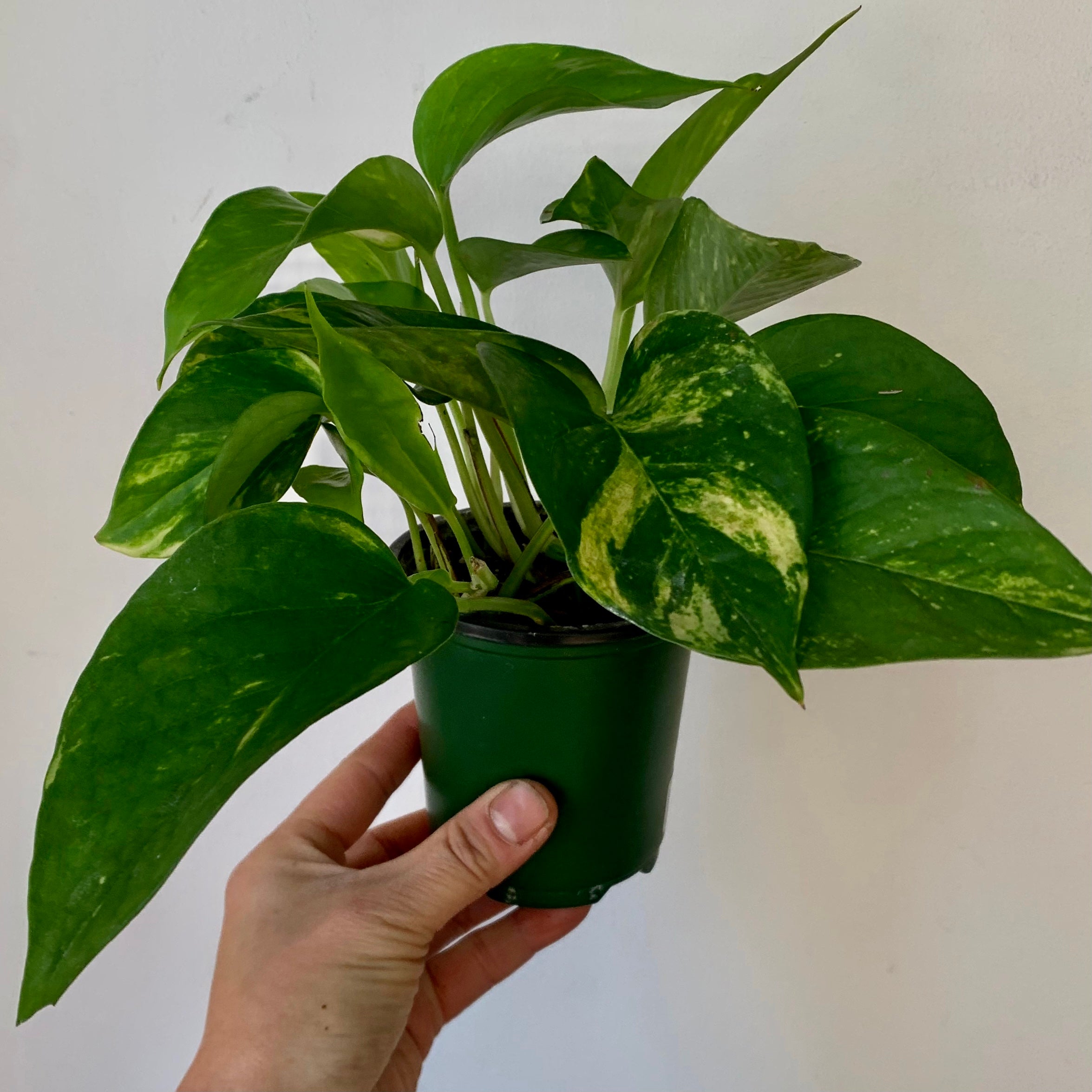 Golden Pothos  3.5” pot