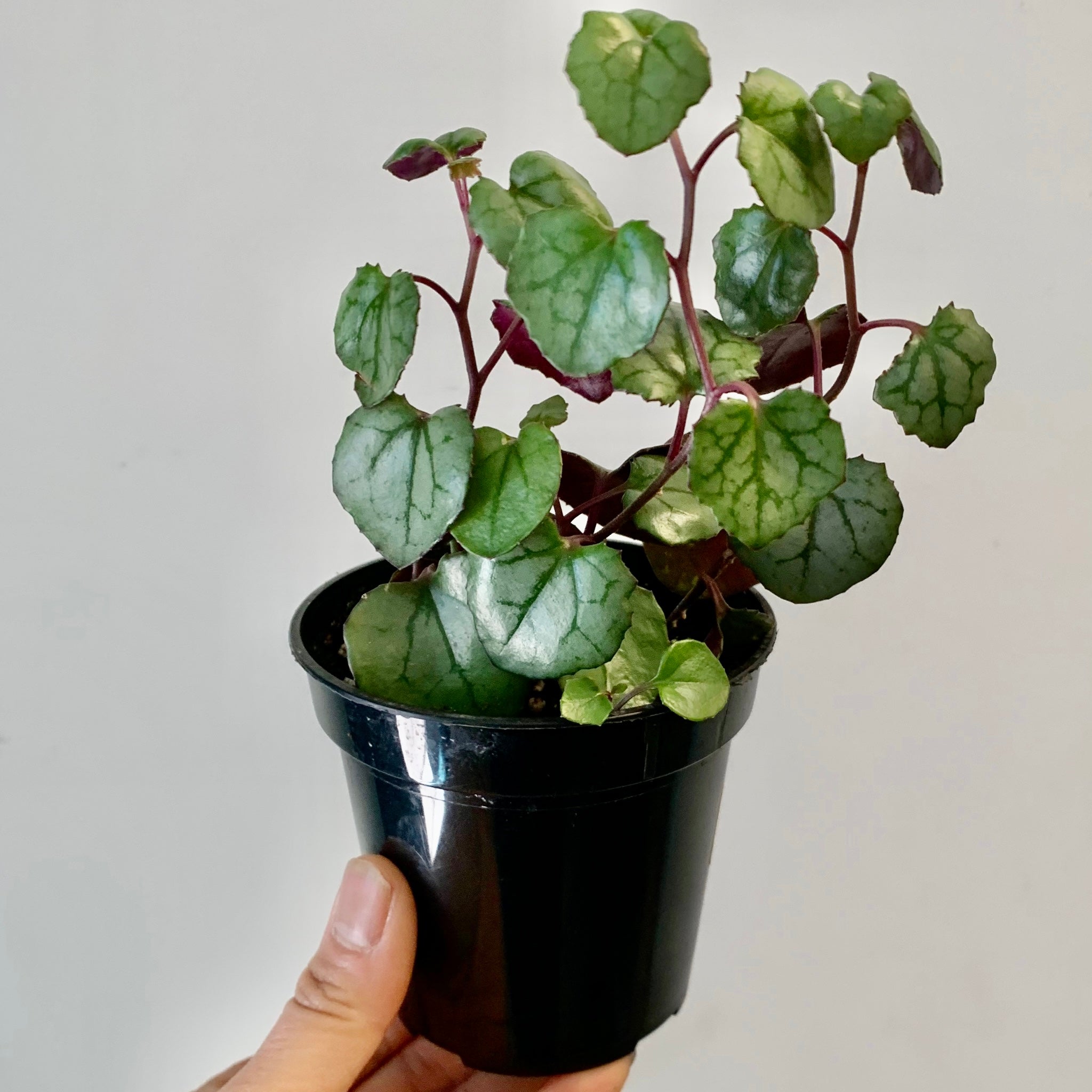 Rosary Heart Succulent  (senecio mikanioides) 3.5" pot