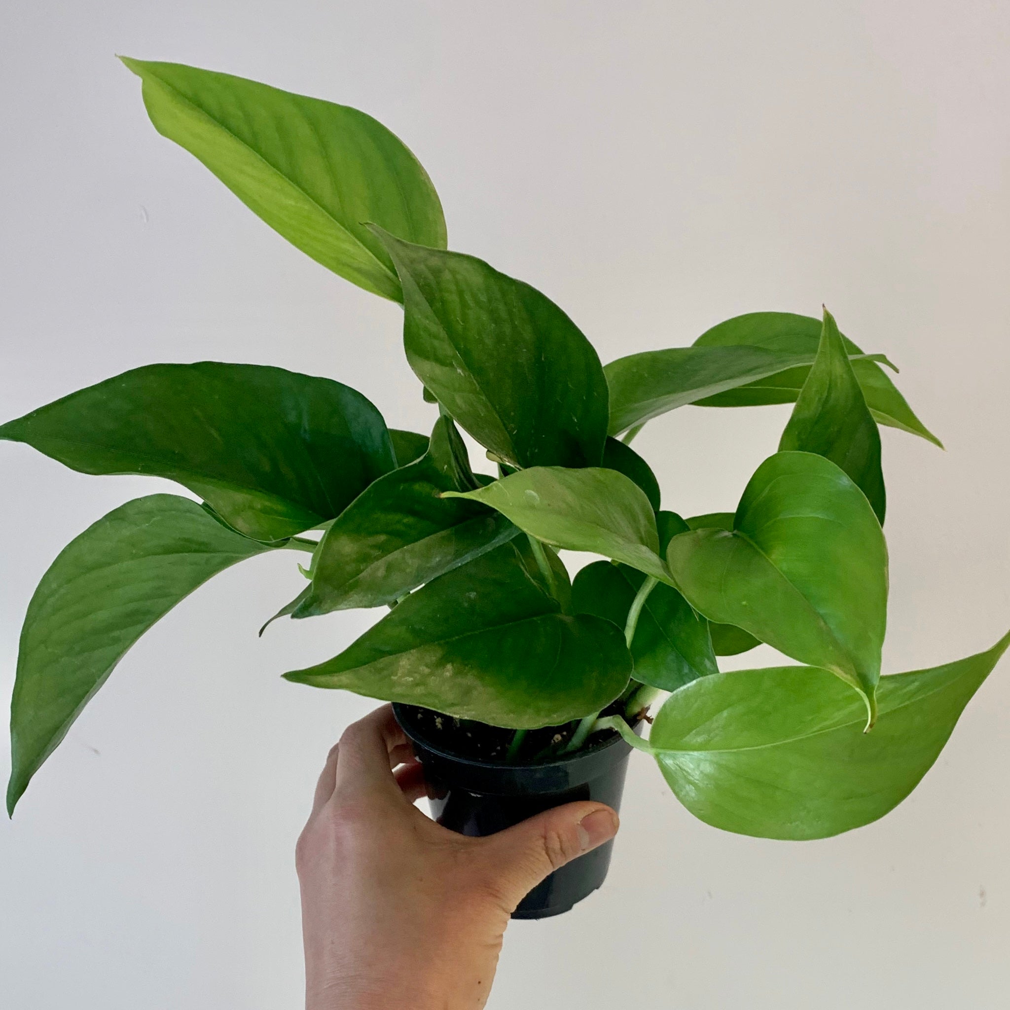 Jade Pothos 3.5”pot