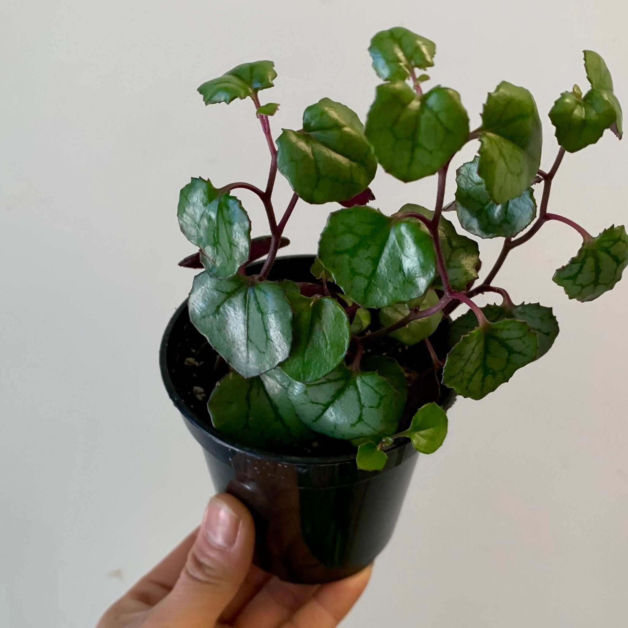 Rosary Heart Succulent  (senecio mikanioides) 3.5" pot