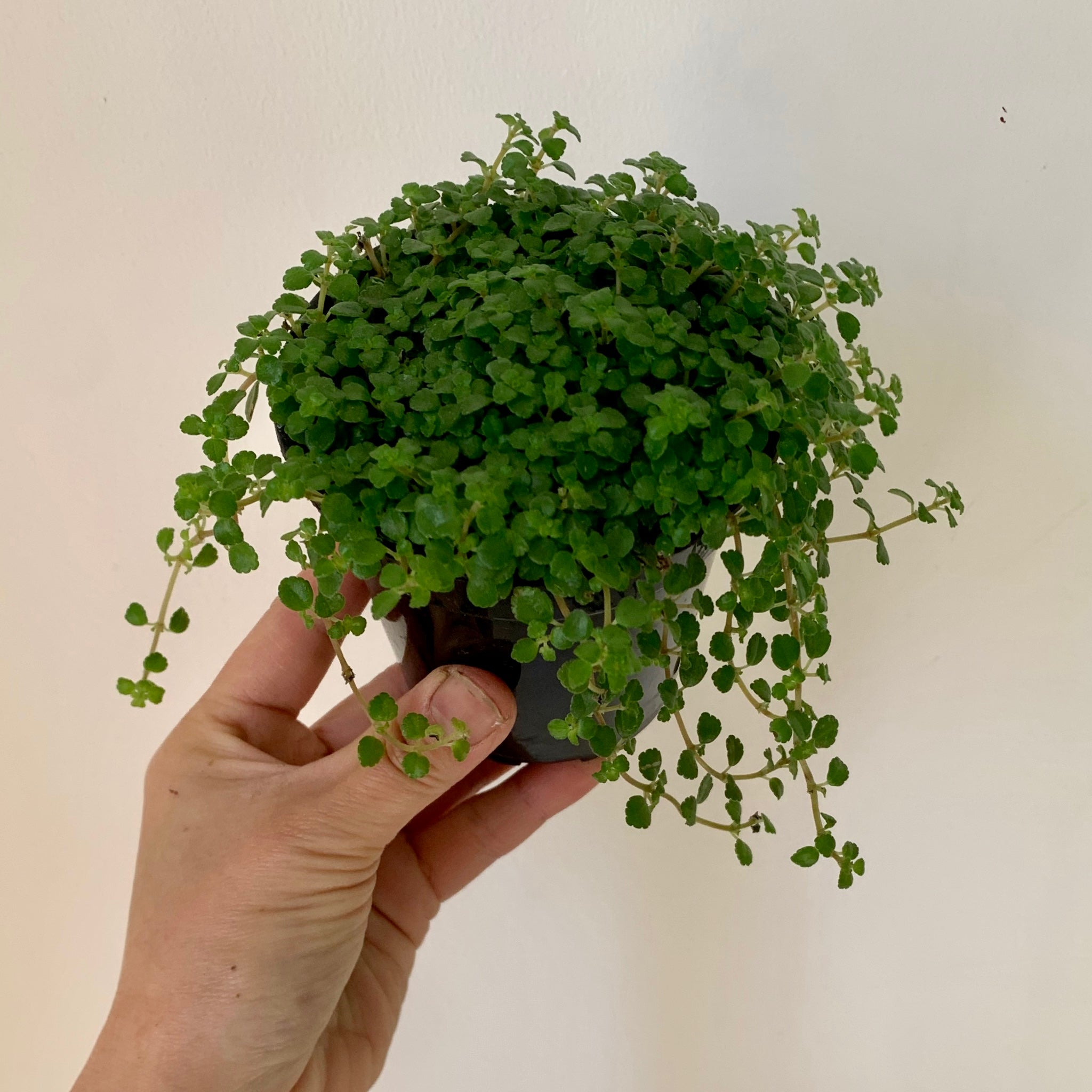 Soleirolia Soleirolii 3.5” pot