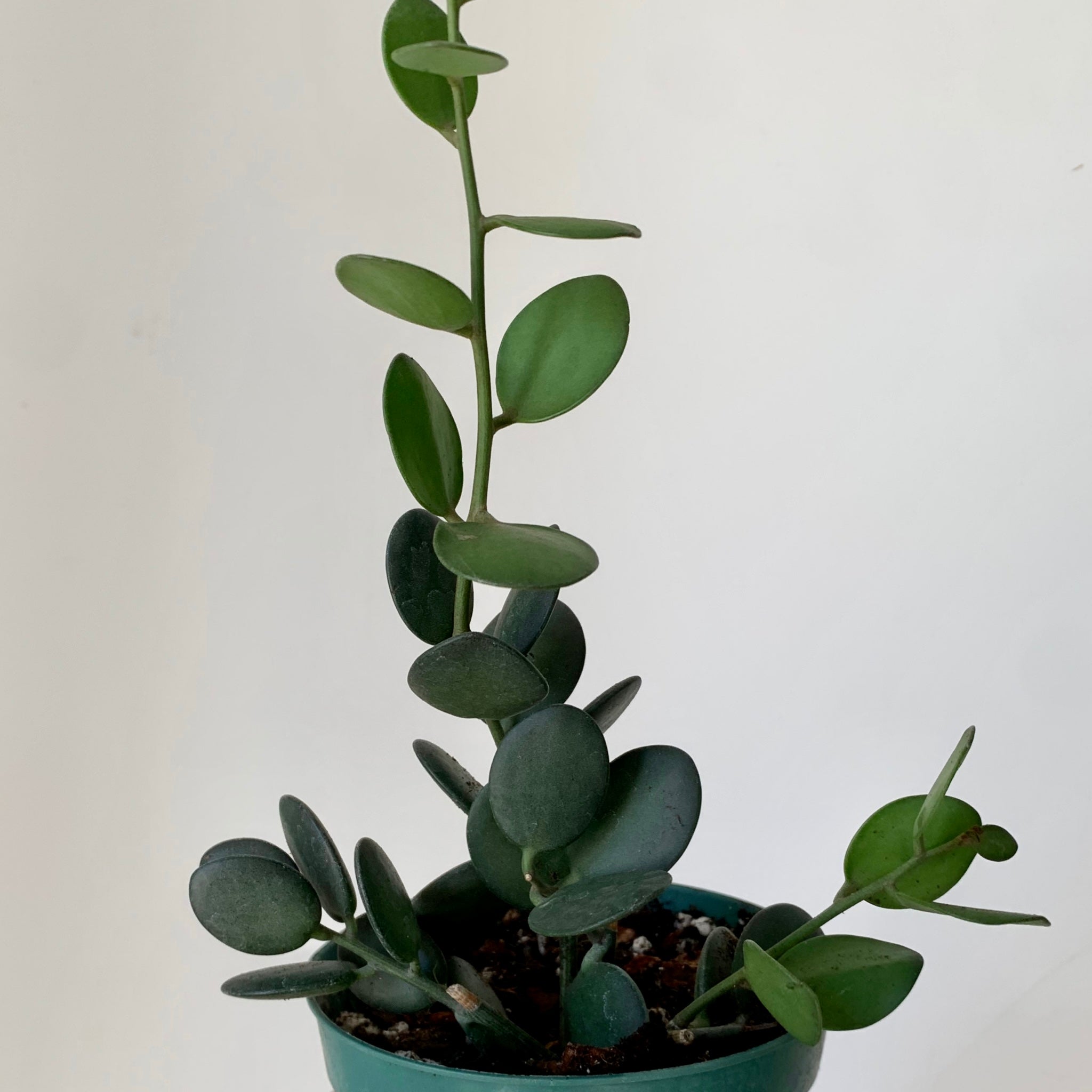 Silver Dollar Vine (Xerosicyos Danguyi ) 4” pot