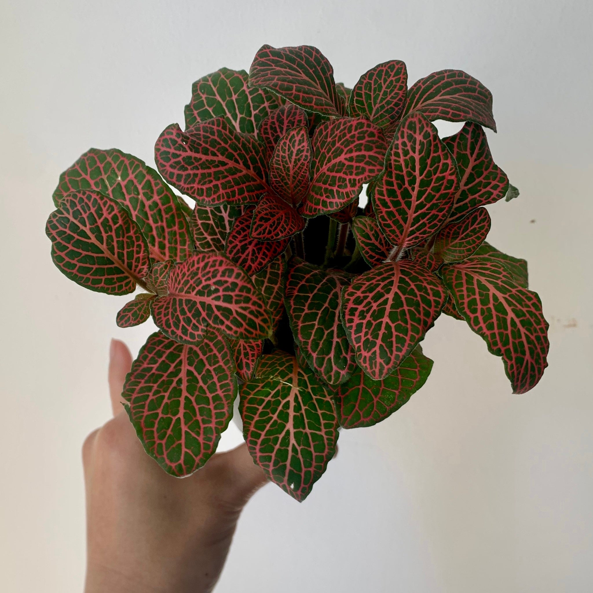 Red Nerve Plant (large leaves) 4”pot