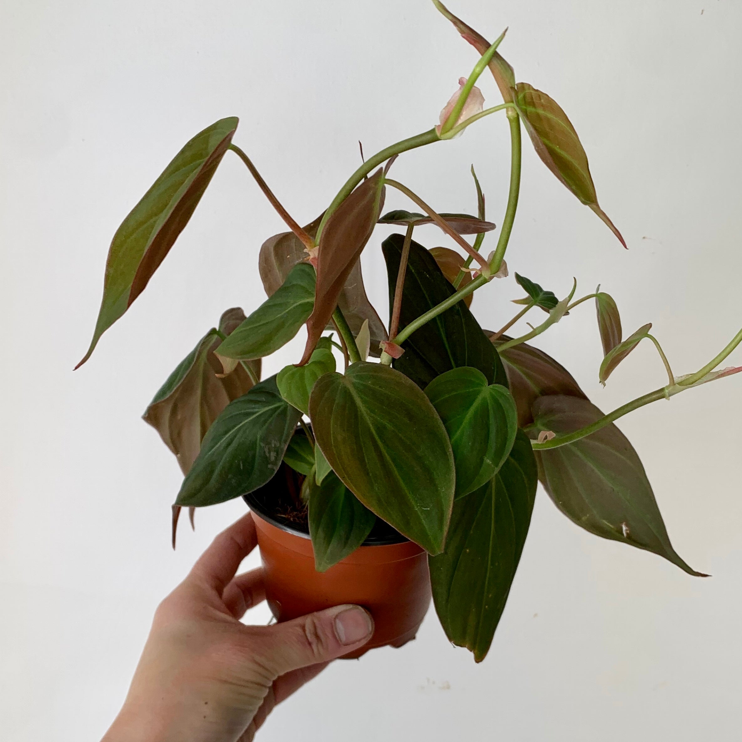 Philodendron Micans 3.5”pot