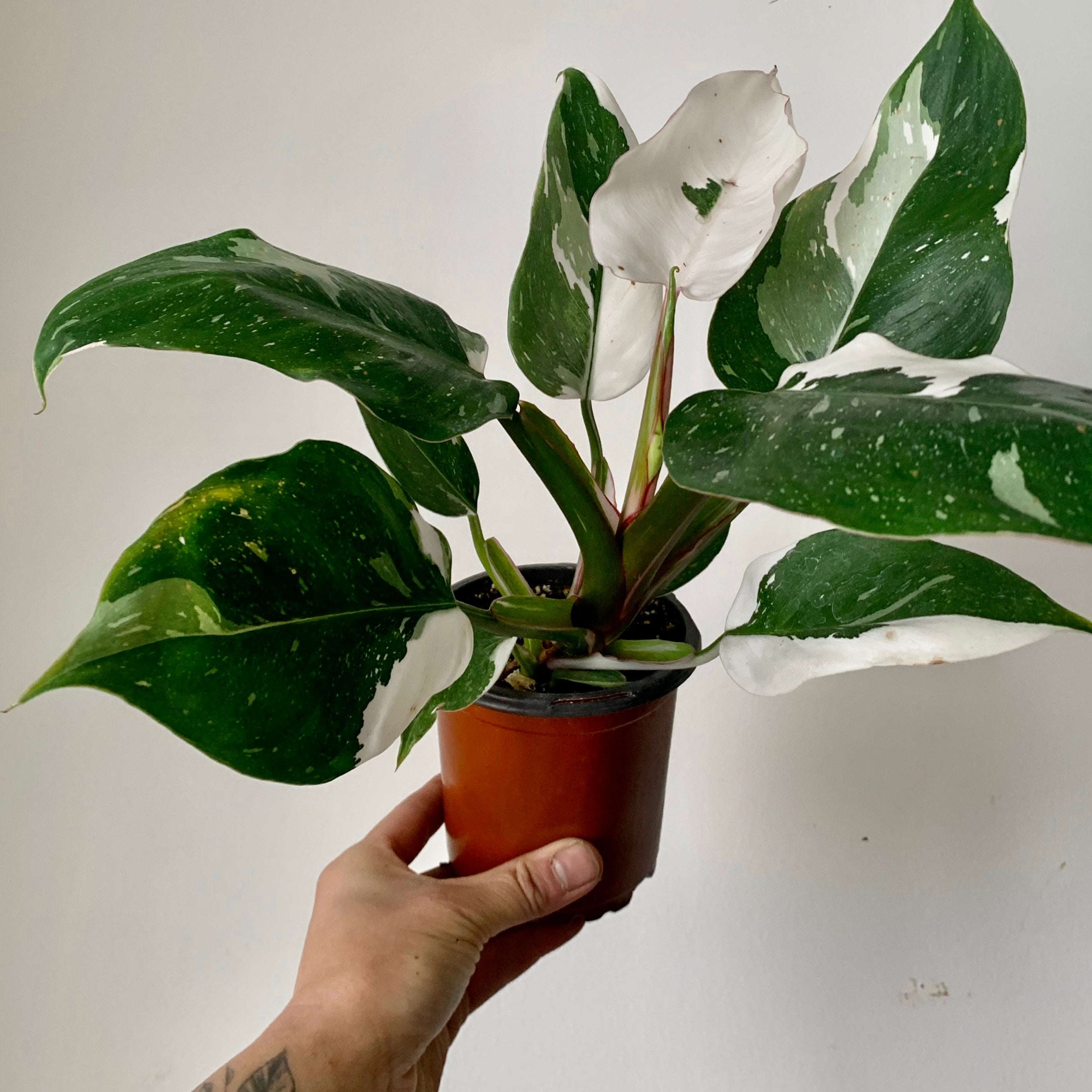 Philodendron "White Princess” 4” pot