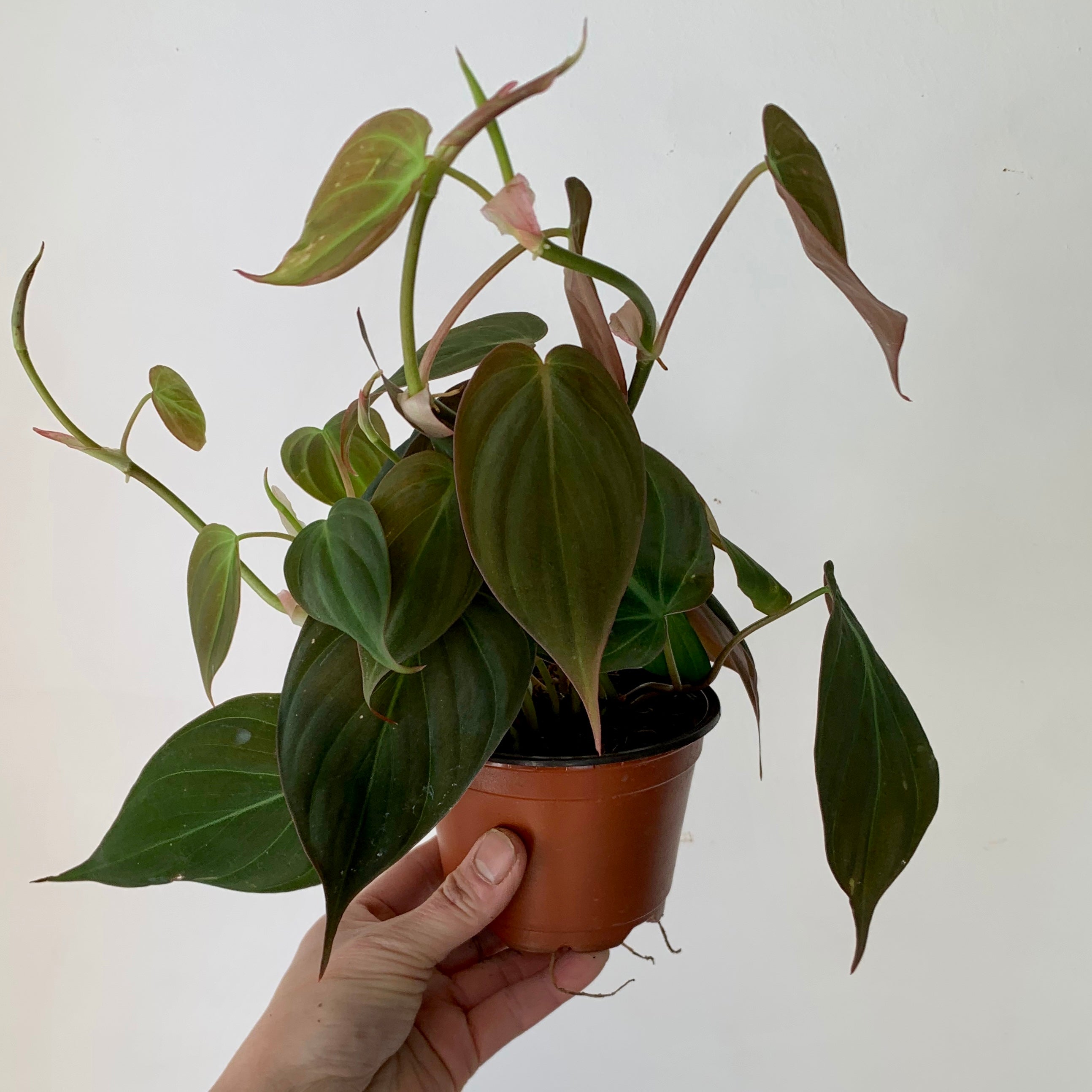 Philodendron Micans 3.5”pot