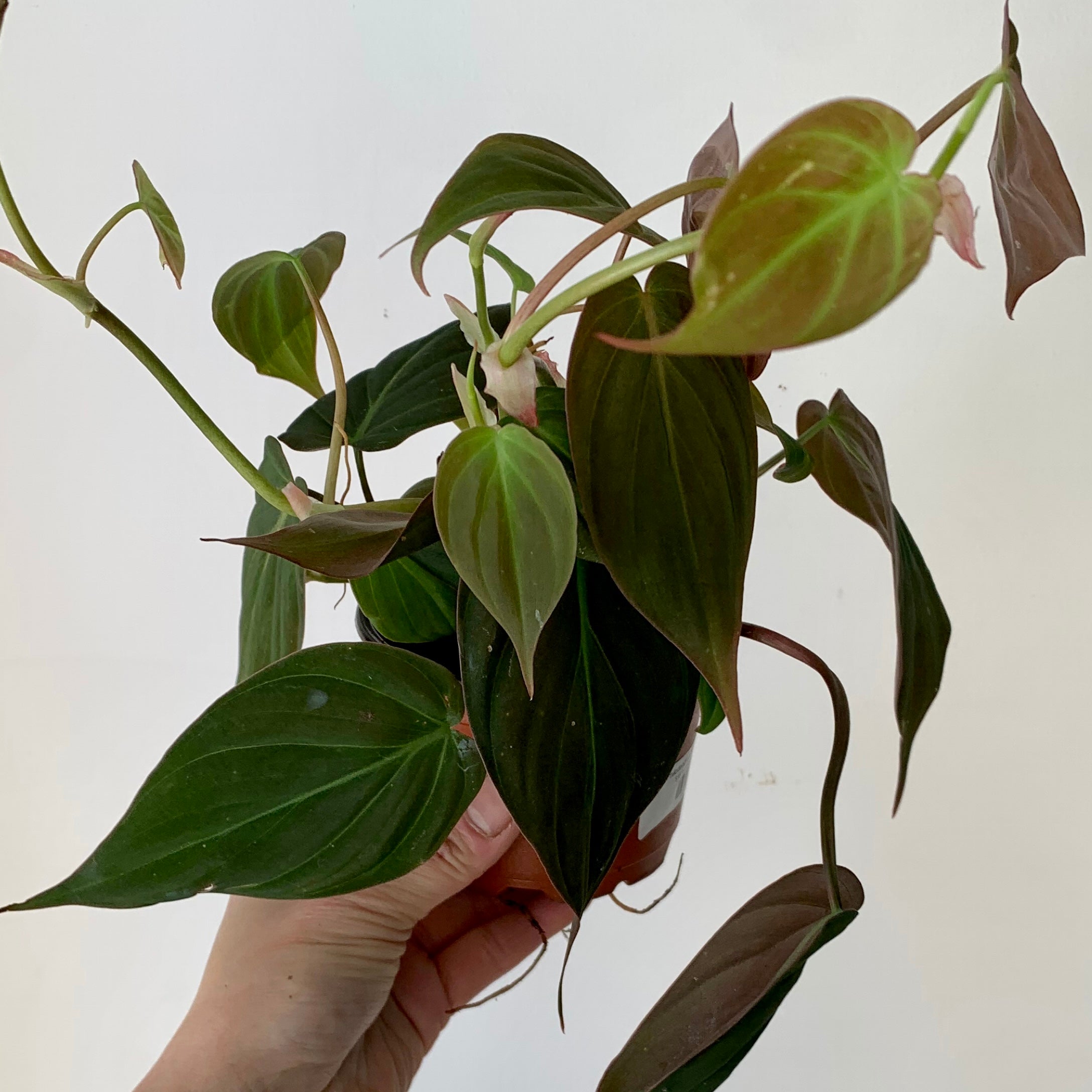 Philodendron Micans 3.5”pot