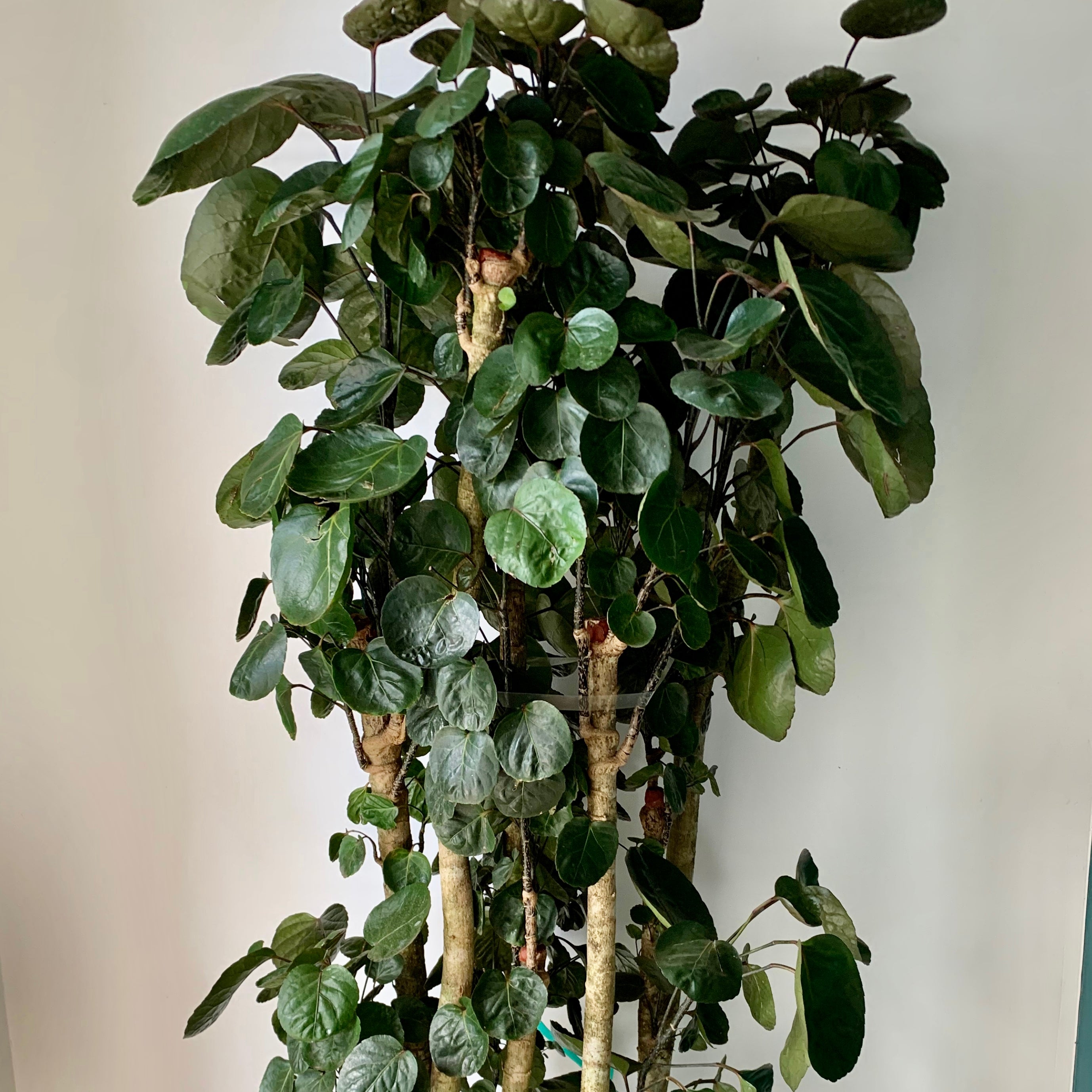 Aralia Fabian Stump (Polyscias Scutellaria), 5ft tall 10”pot