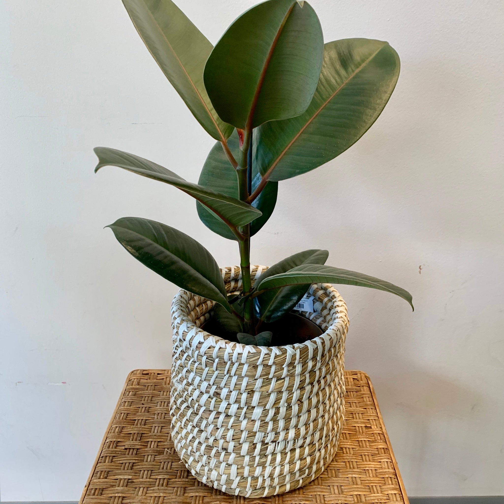 Coiled Plant Basket (7”X8.5”)