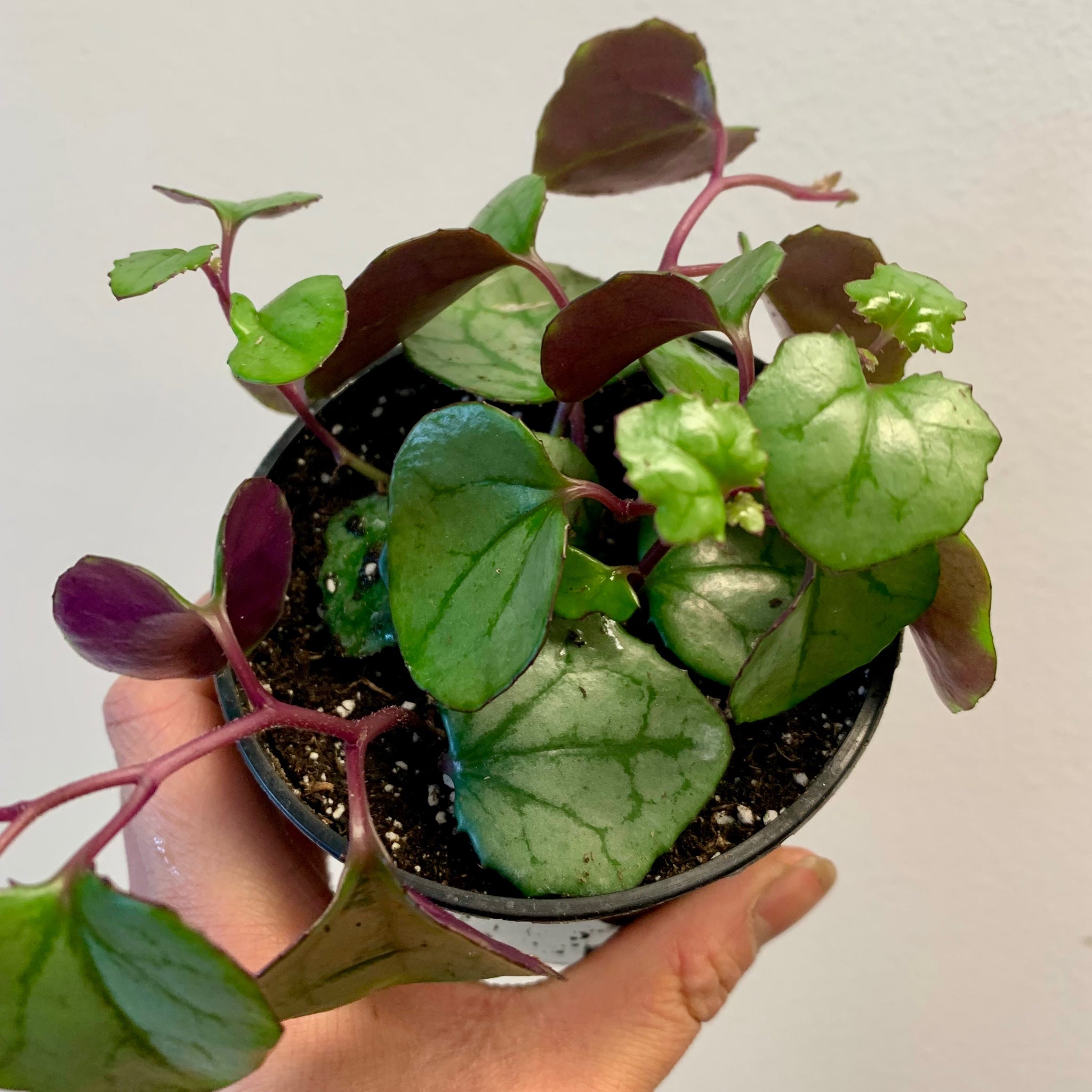 Rosary Heart Succulent  (senecio mikanioides) 3.5" pot