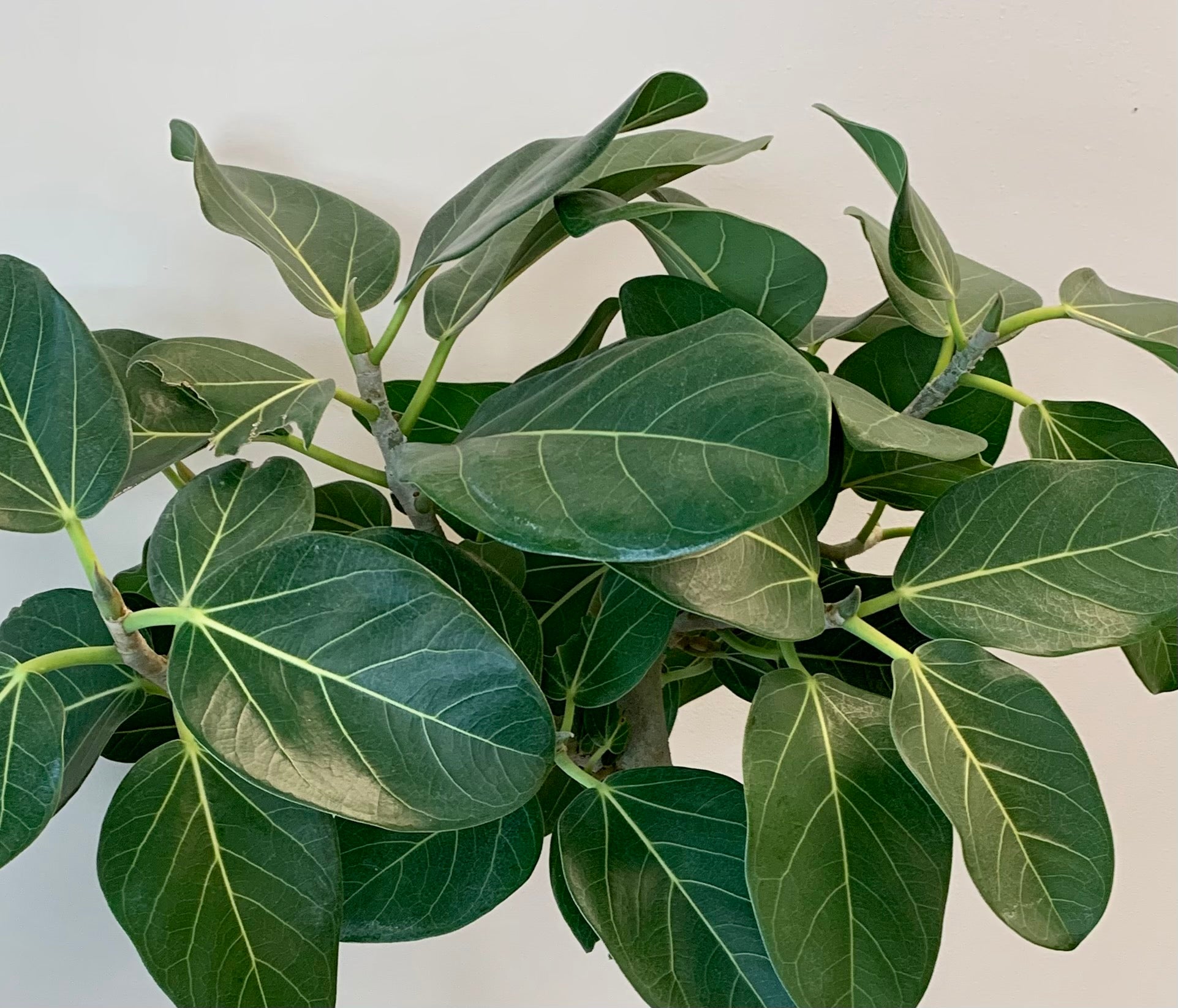 Ficus benghalensis “Audrey” tree (approximately 4 ft)in 10” pot