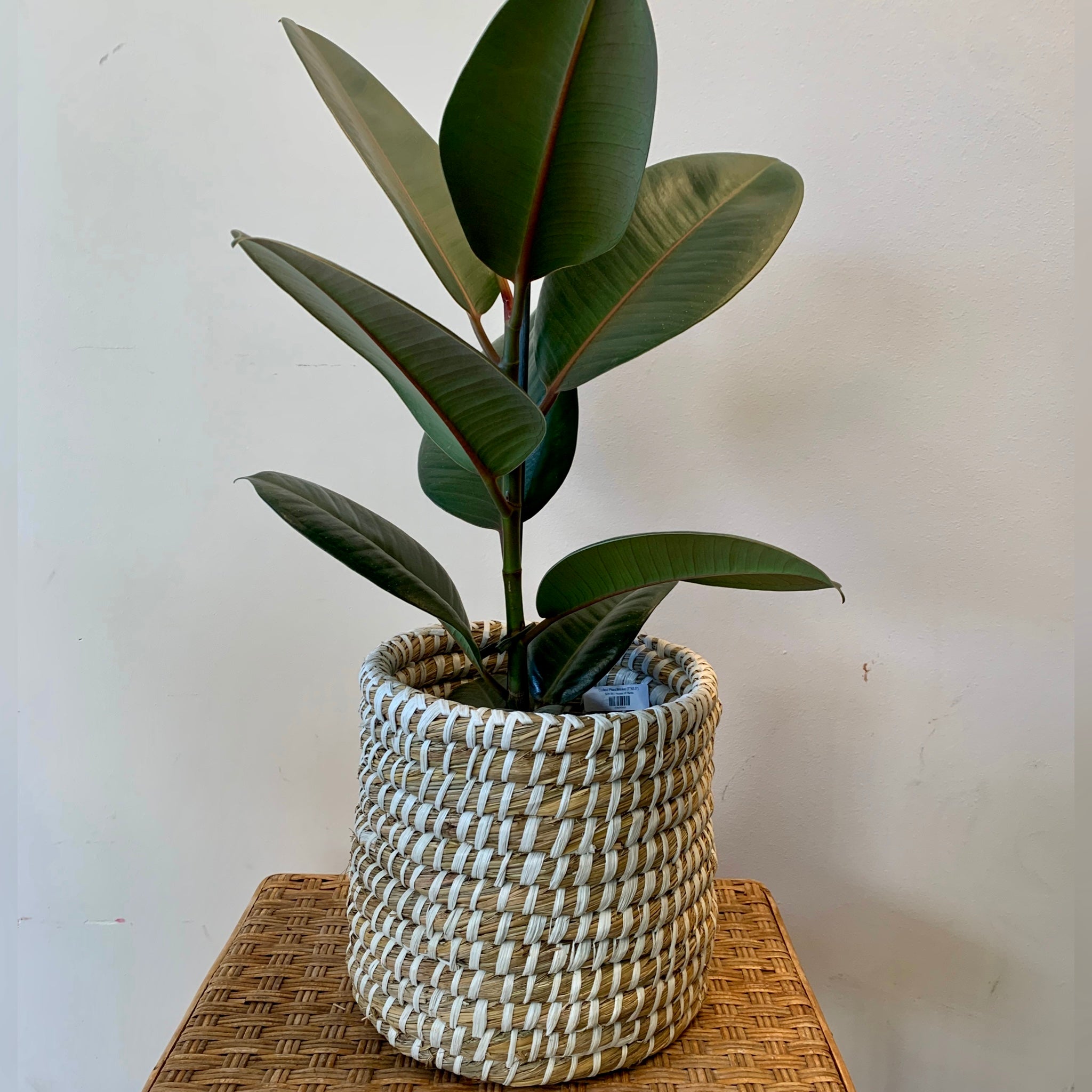 Coiled Plant Basket (7”X8.5”)