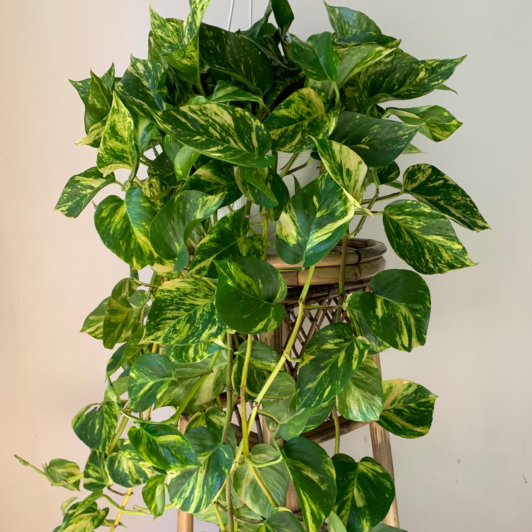 Golden Pothos 8” Hanging Basket