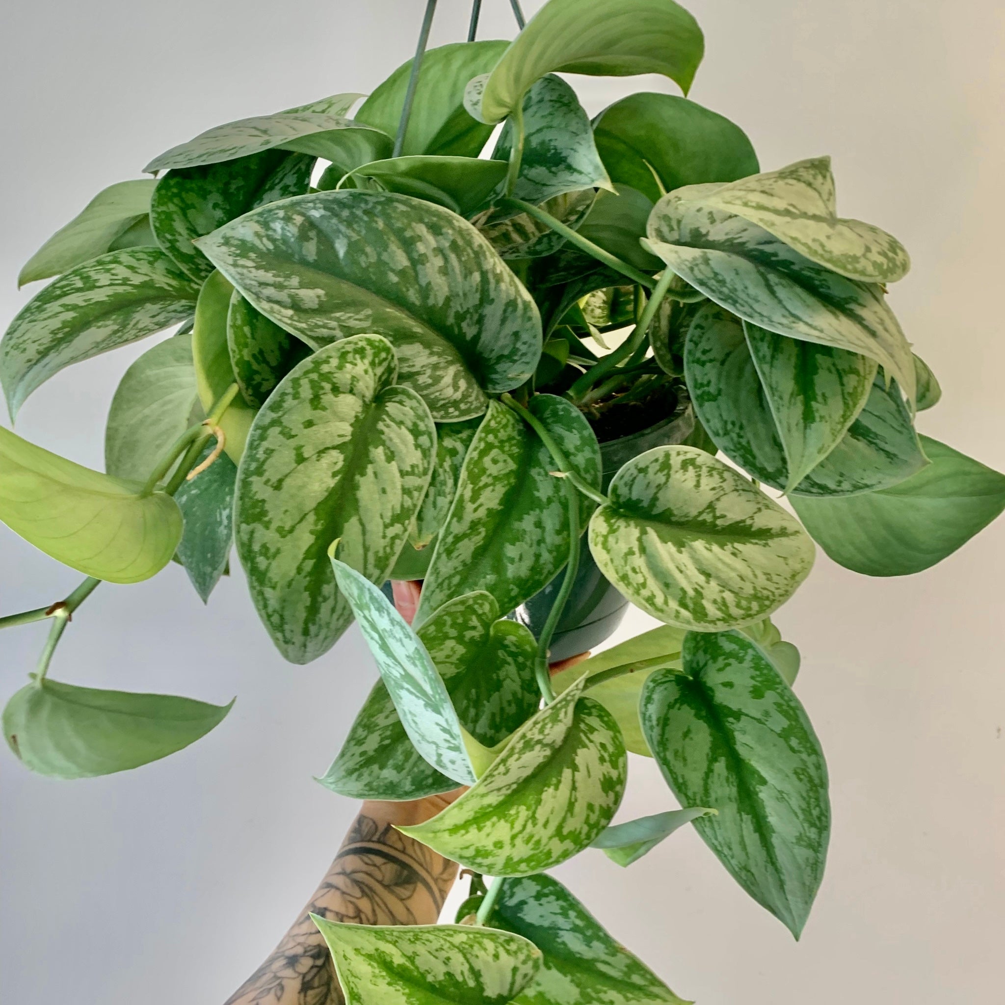 Scindapsus “Exotica” 8” Hanging Basket