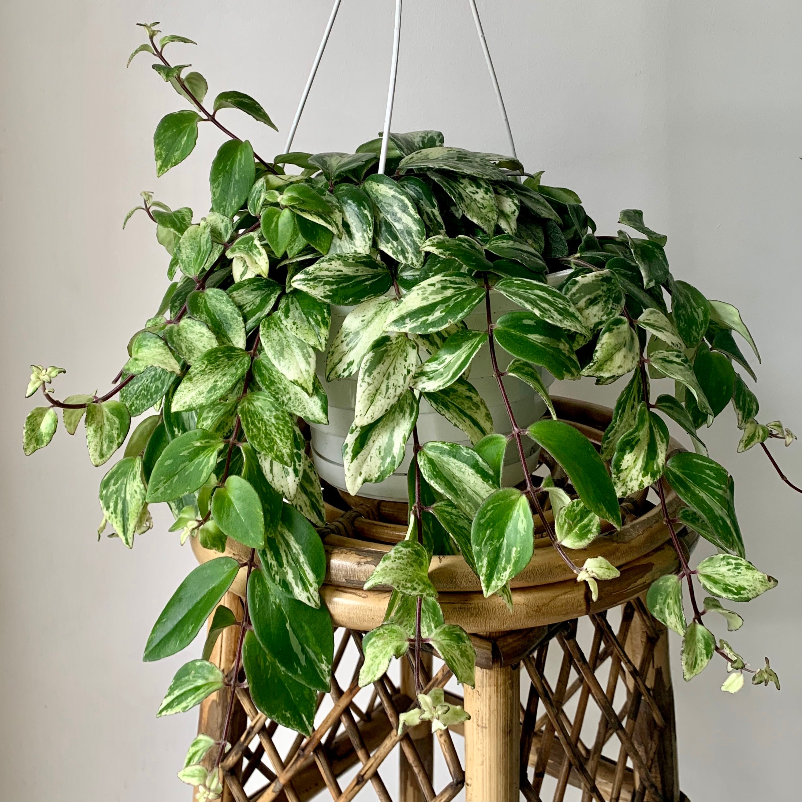 Variegated Lipstick Plant (Aeschynanthus)  8" hanging basket