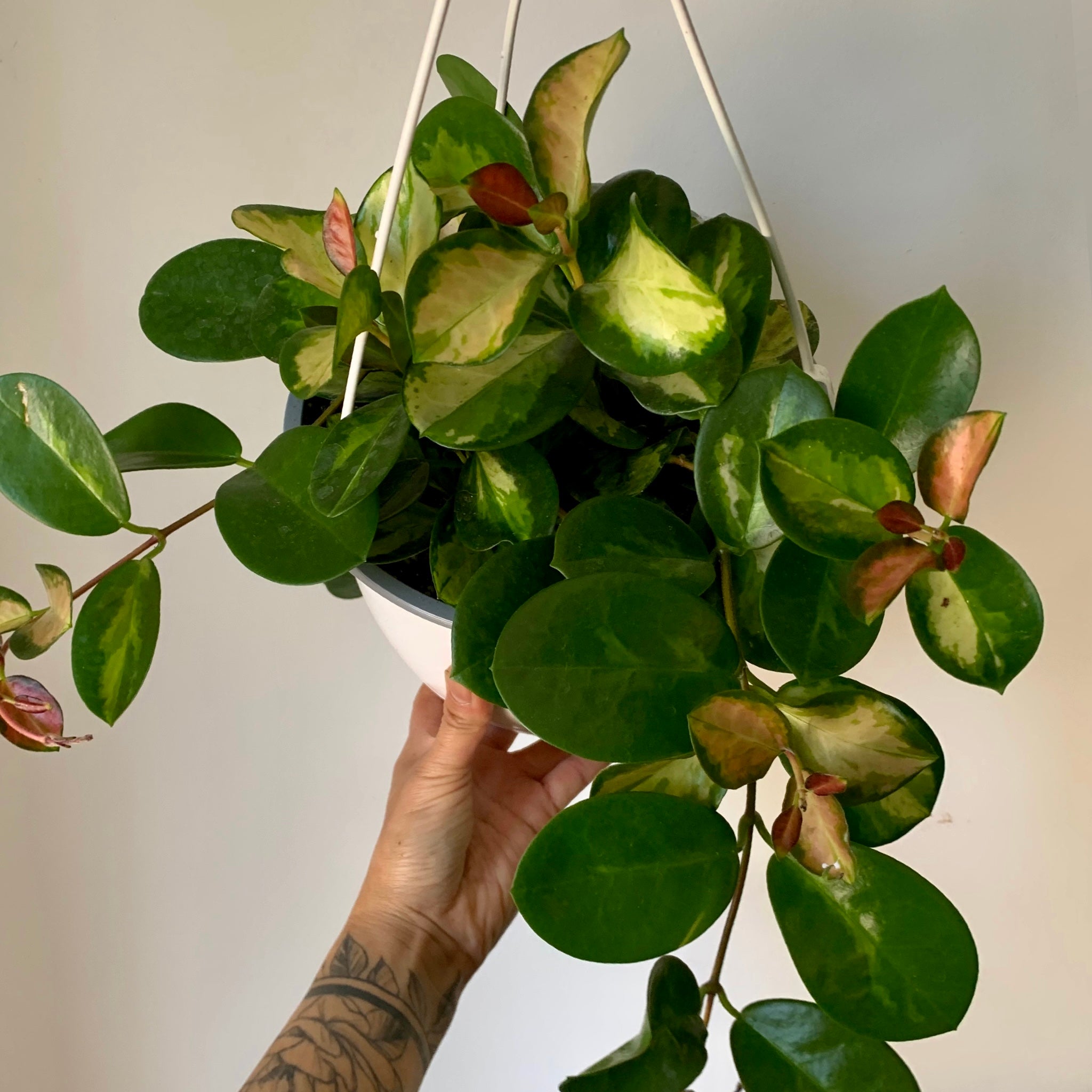 Hoya australis Variegated “Lisa” 8" Hanging basket