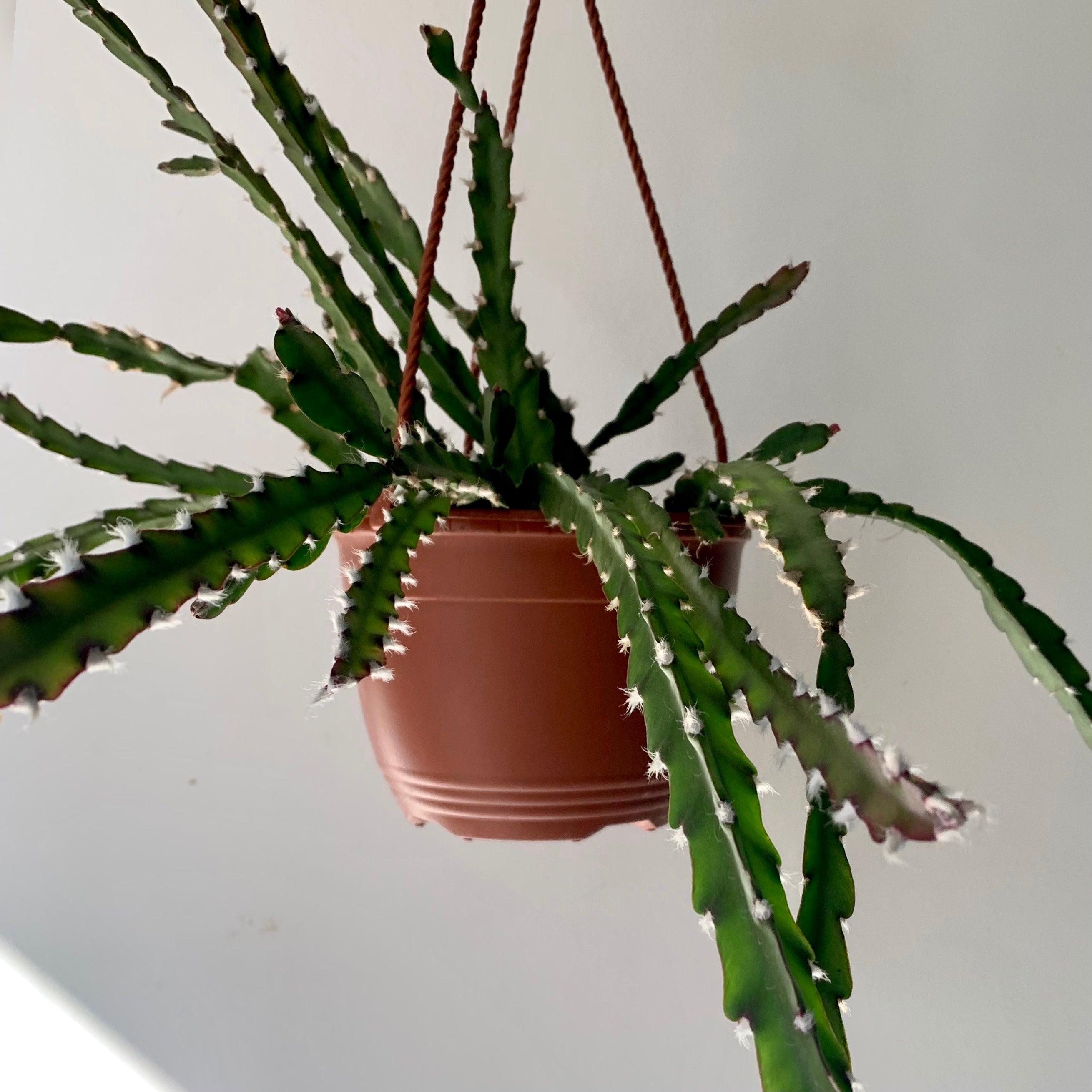 Hurricane Cactus (Lepismium cruciforme)  6” hanging basket