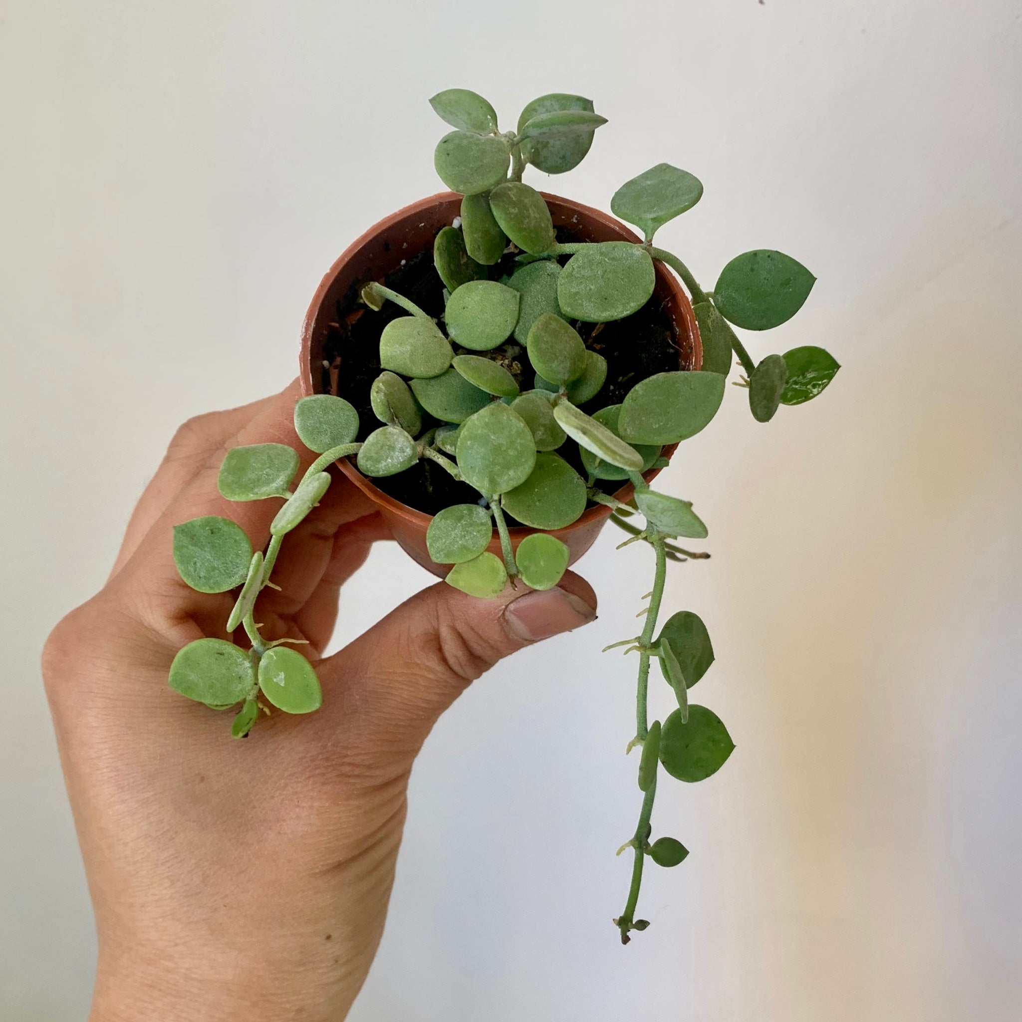 String of Nickles (Dischidia nummularia) 2.5”pot