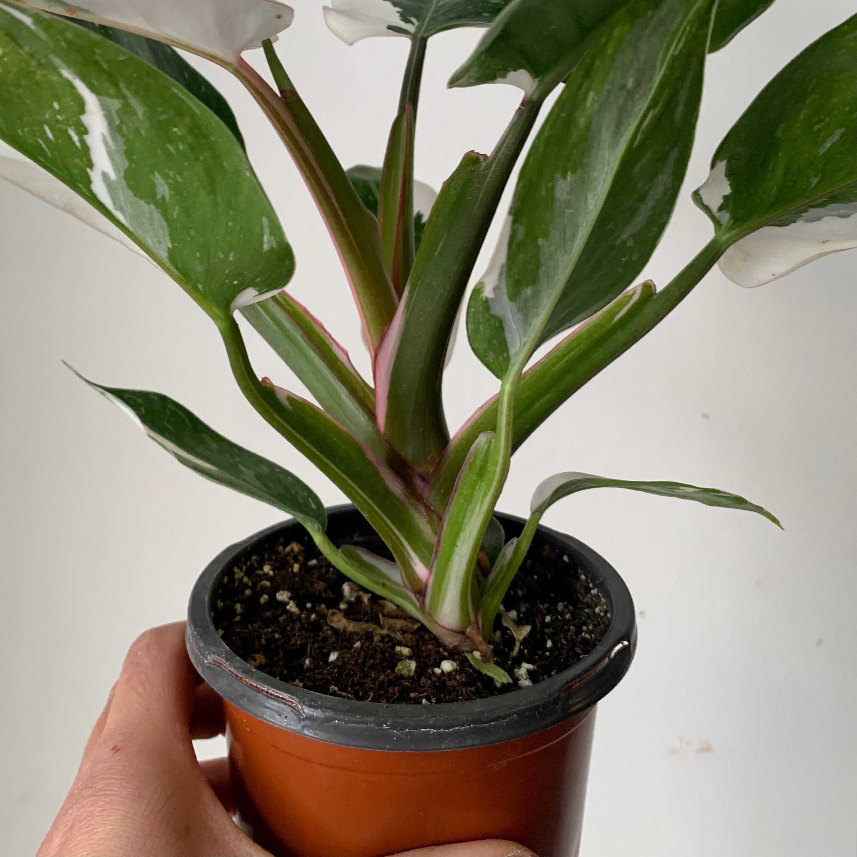Philodendron "White Princess” 4” pot