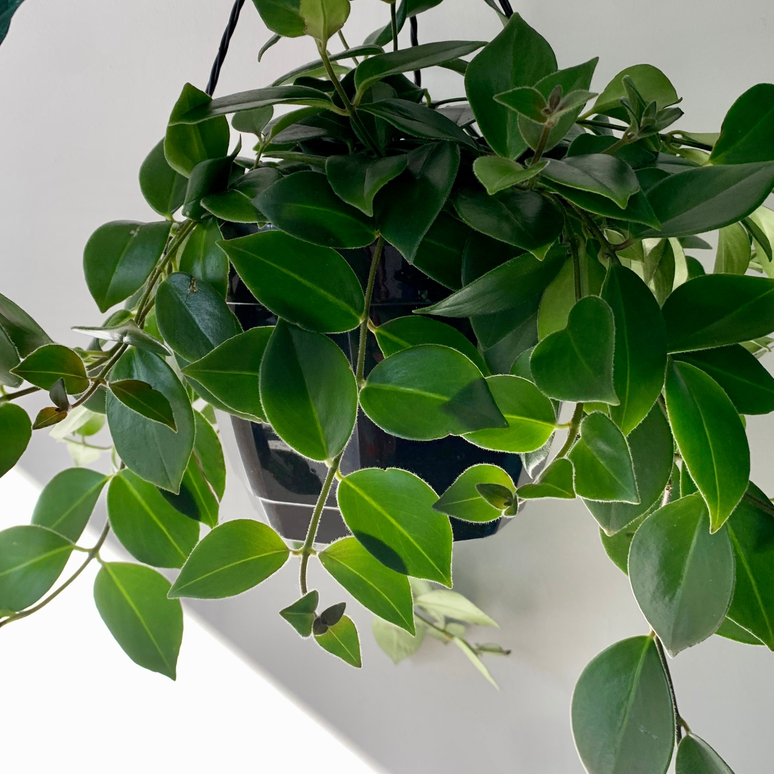 Mona Lisa Lipstick Plant (Aeschynanthus) 8" hanging basket