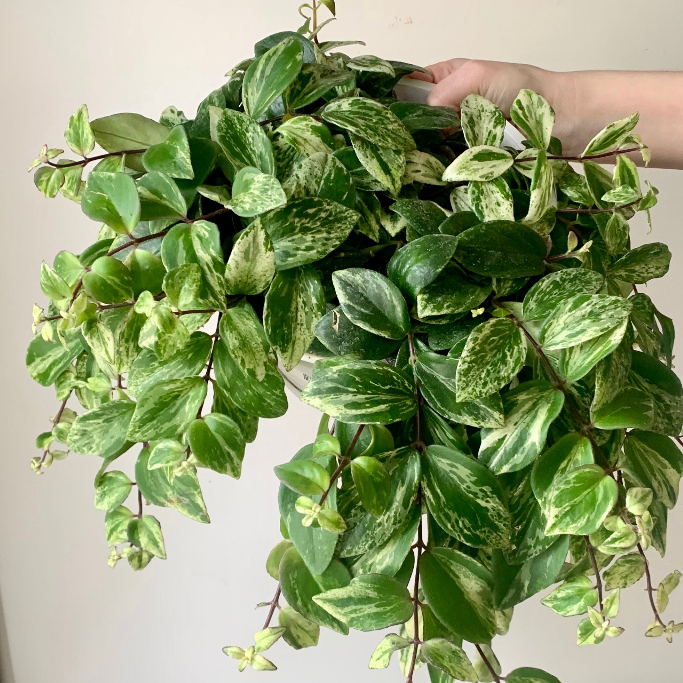 Variegated Lipstick Plant (Aeschynanthus)  8" hanging basket