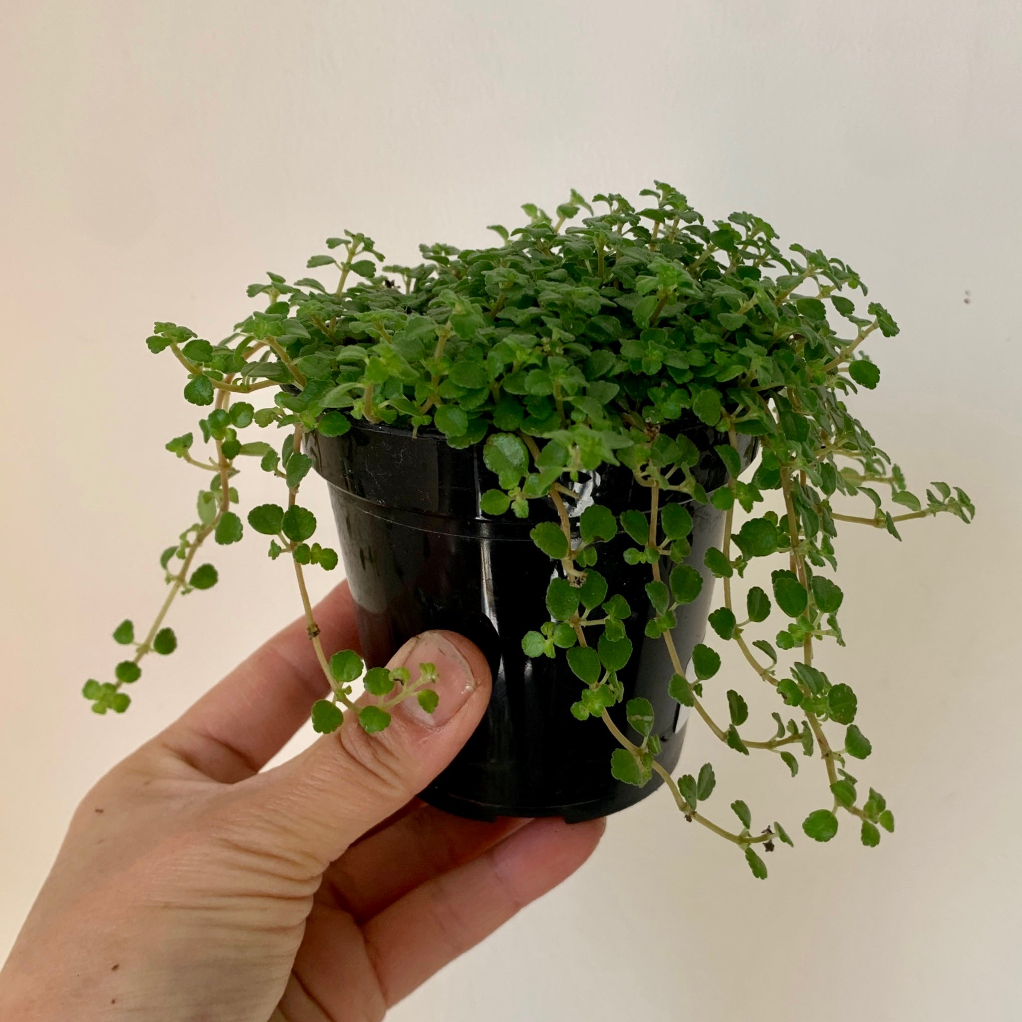 Soleirolia Soleirolii 3.5” pot
