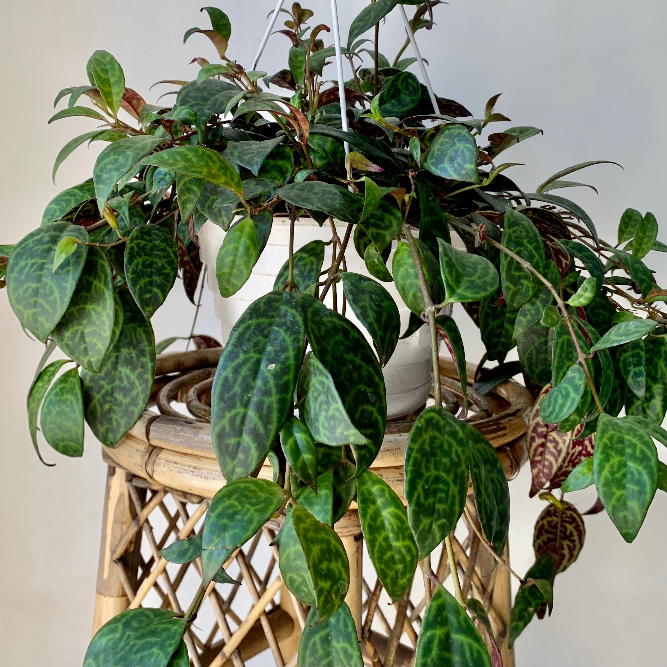 Black Pagoda Lipstick Vine (Aeschynanthus Longicaulis) 8" hanging basket