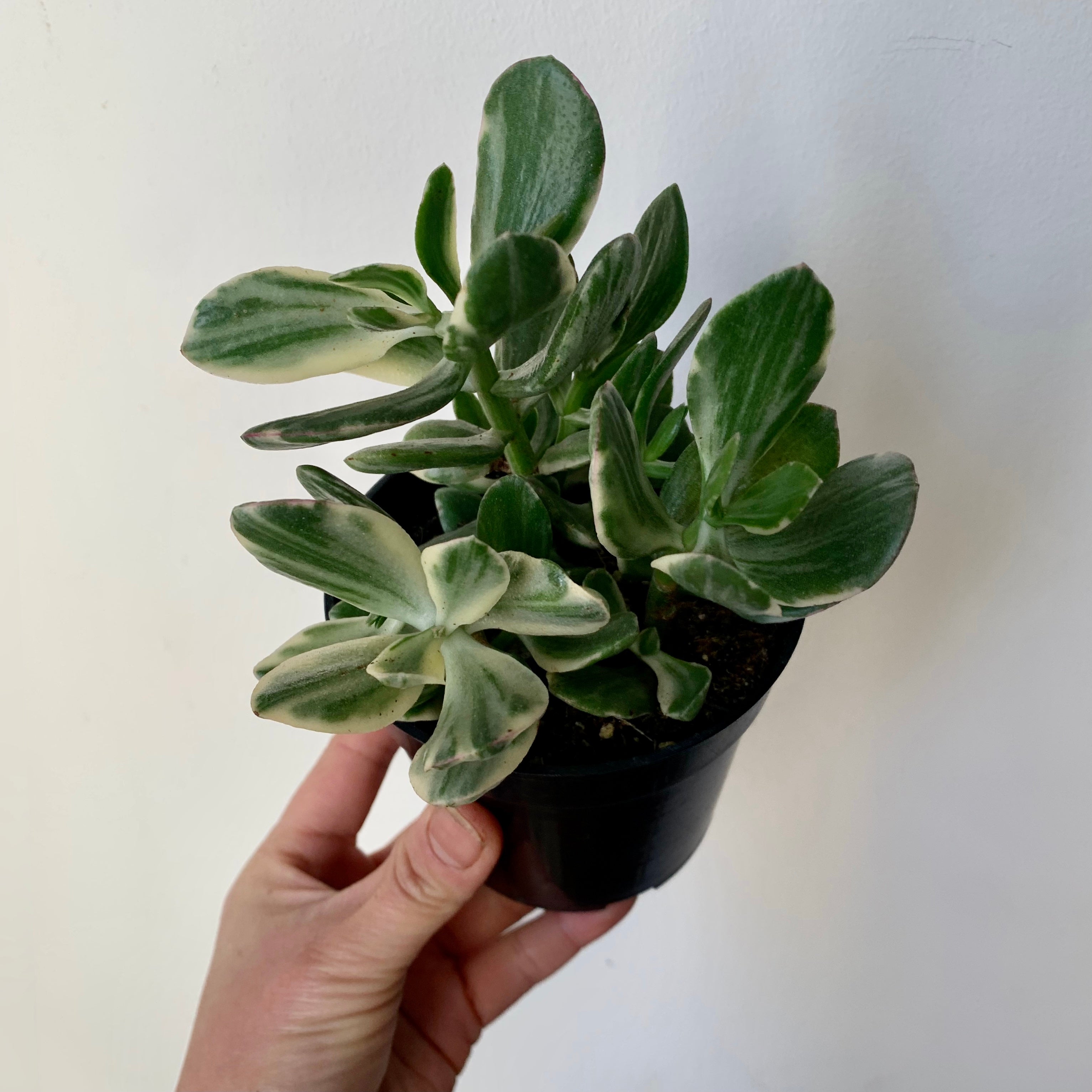 Variegated Jade Succulent  (Crassula Ovata Tricolour) 3.5”pot