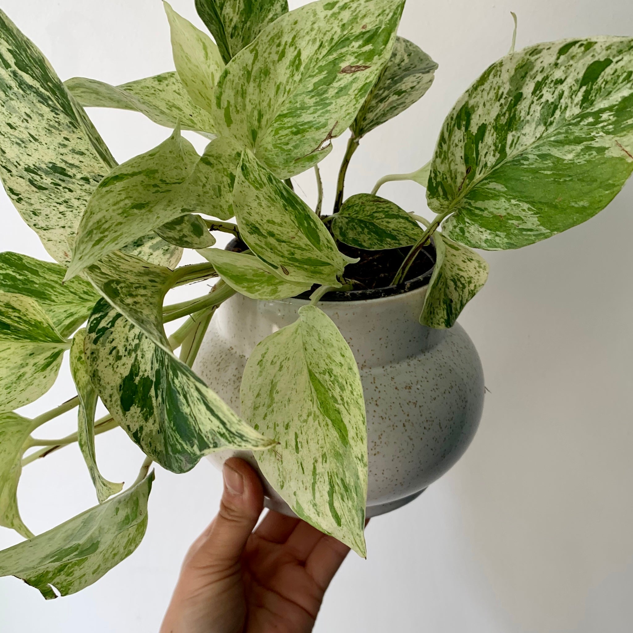 MILA Modern Bulbous Decorative Pot (4"X4.5")