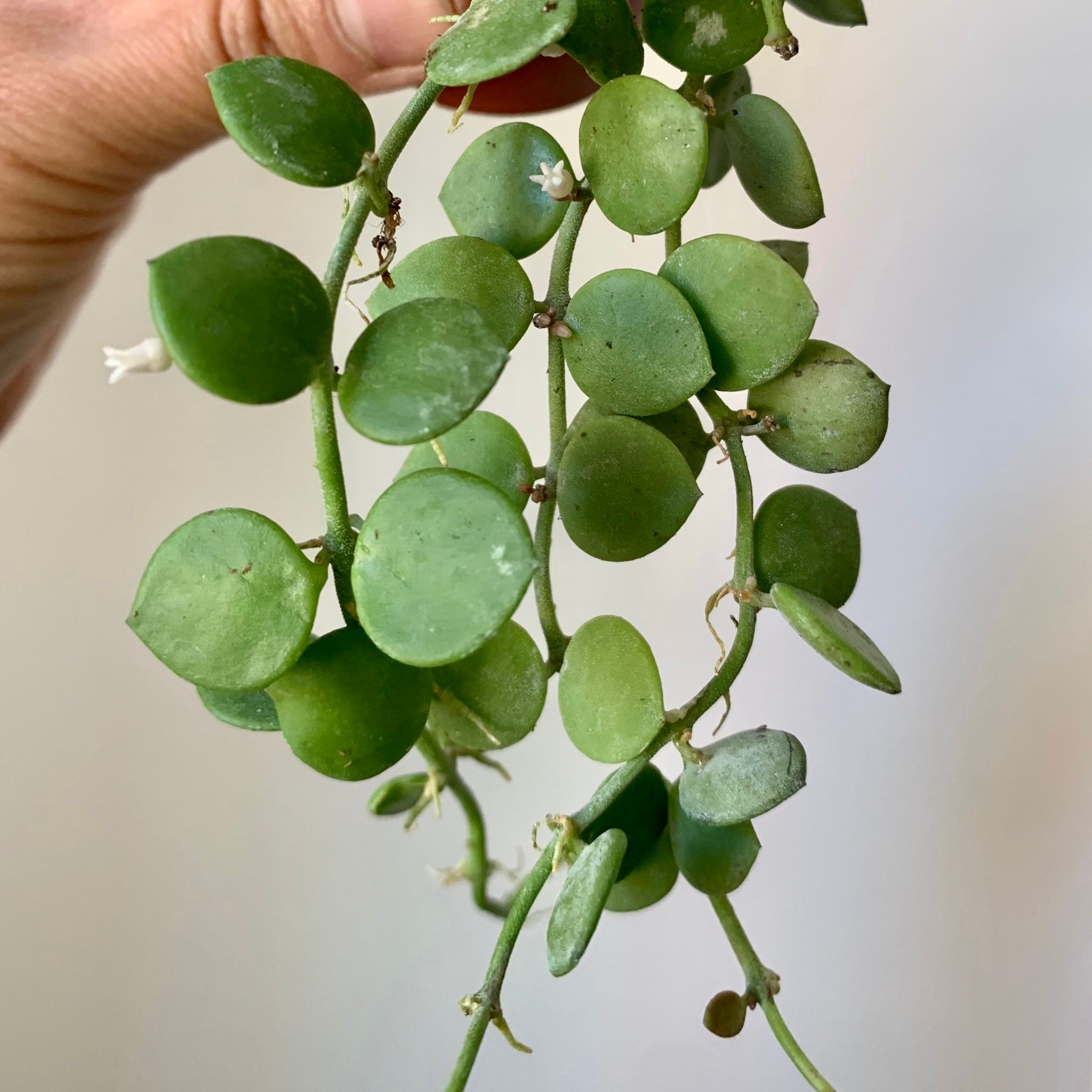 String of Nickles (Dischidia nummularia) 2.5”pot