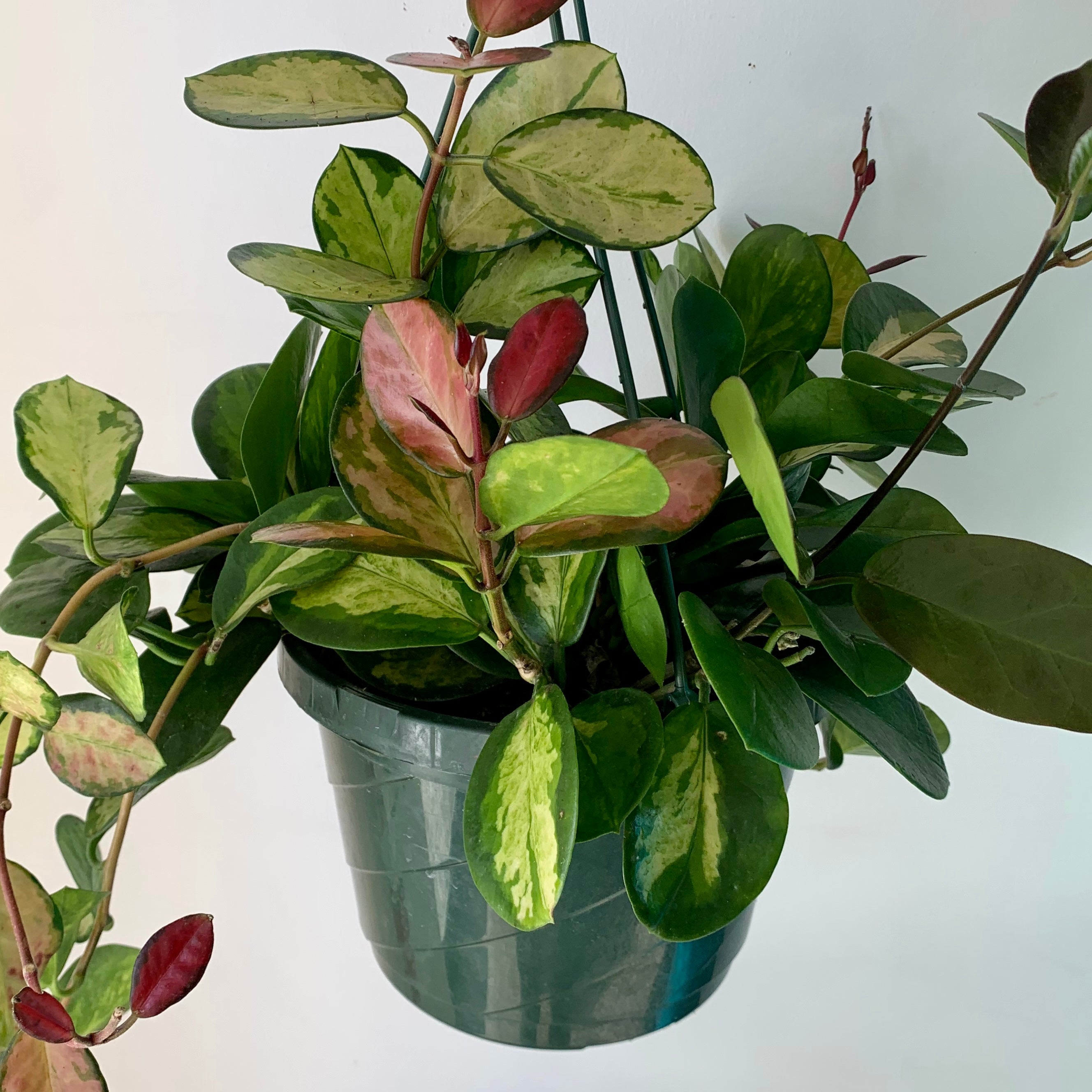 Hoya australis Variegated “Lisa” 8" Hanging basket