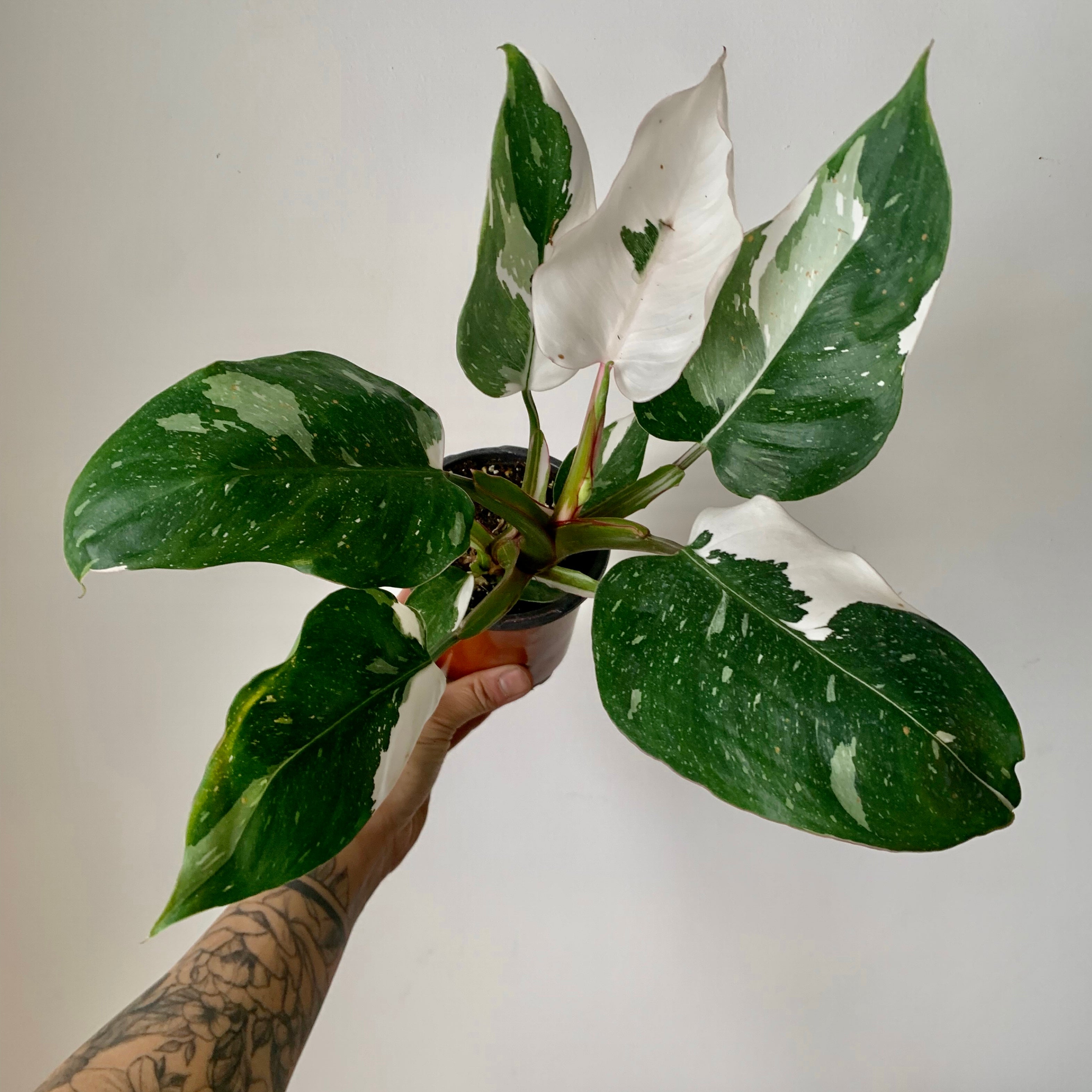 Philodendron "White Princess” 4” pot