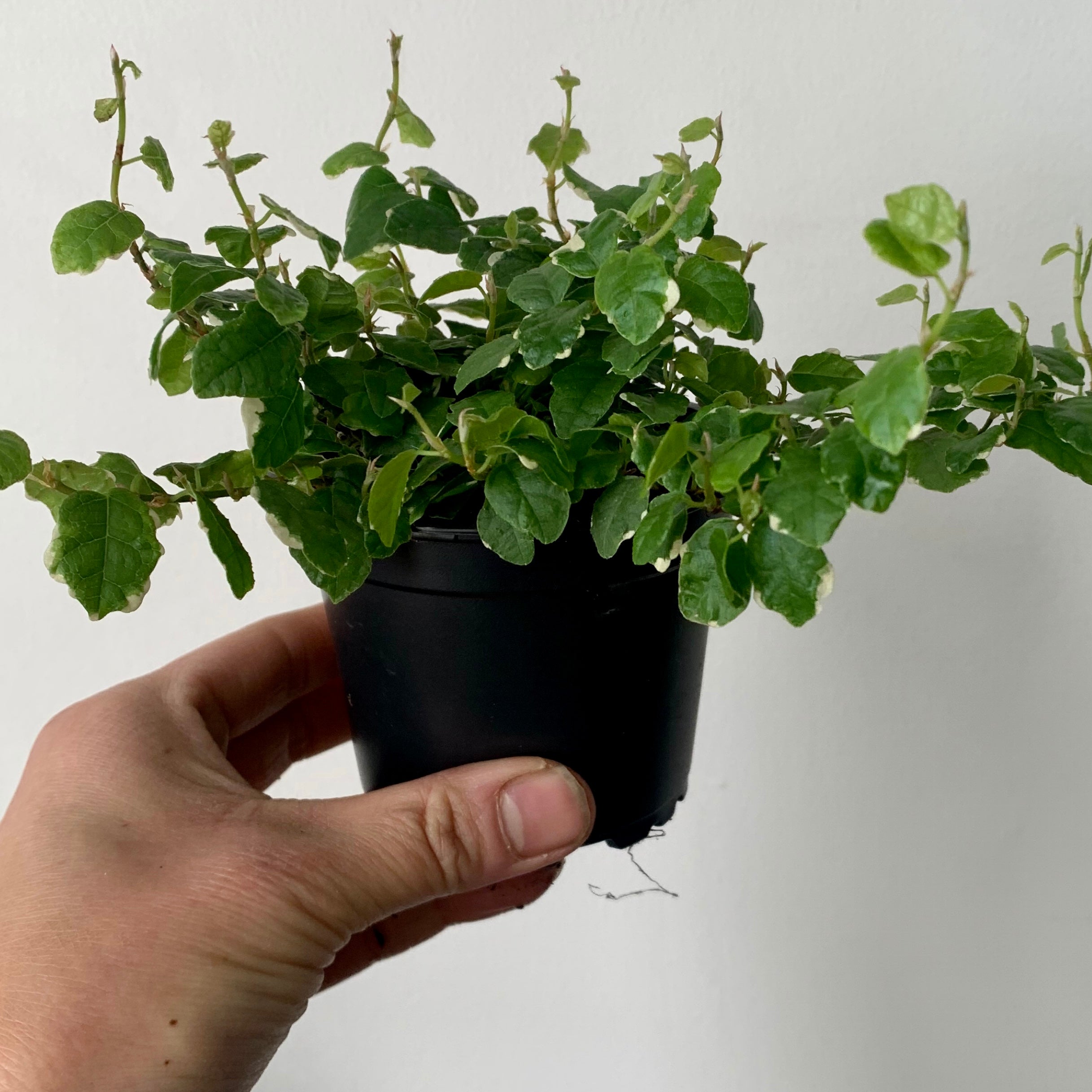 Variegated Creeping Fig  (Ficus pumila) 3.5"pot