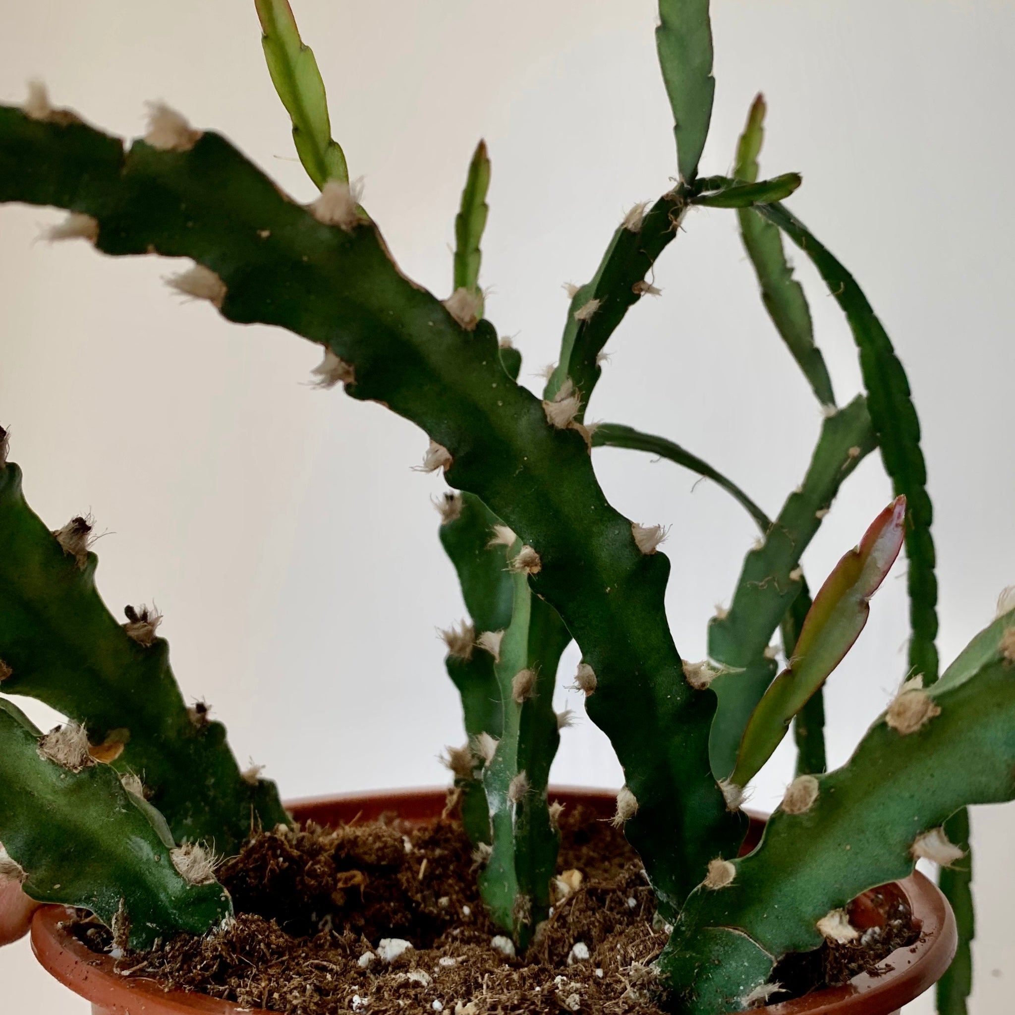 Hurricane Cactus (Lepismium cruciforme)  6” hanging basket