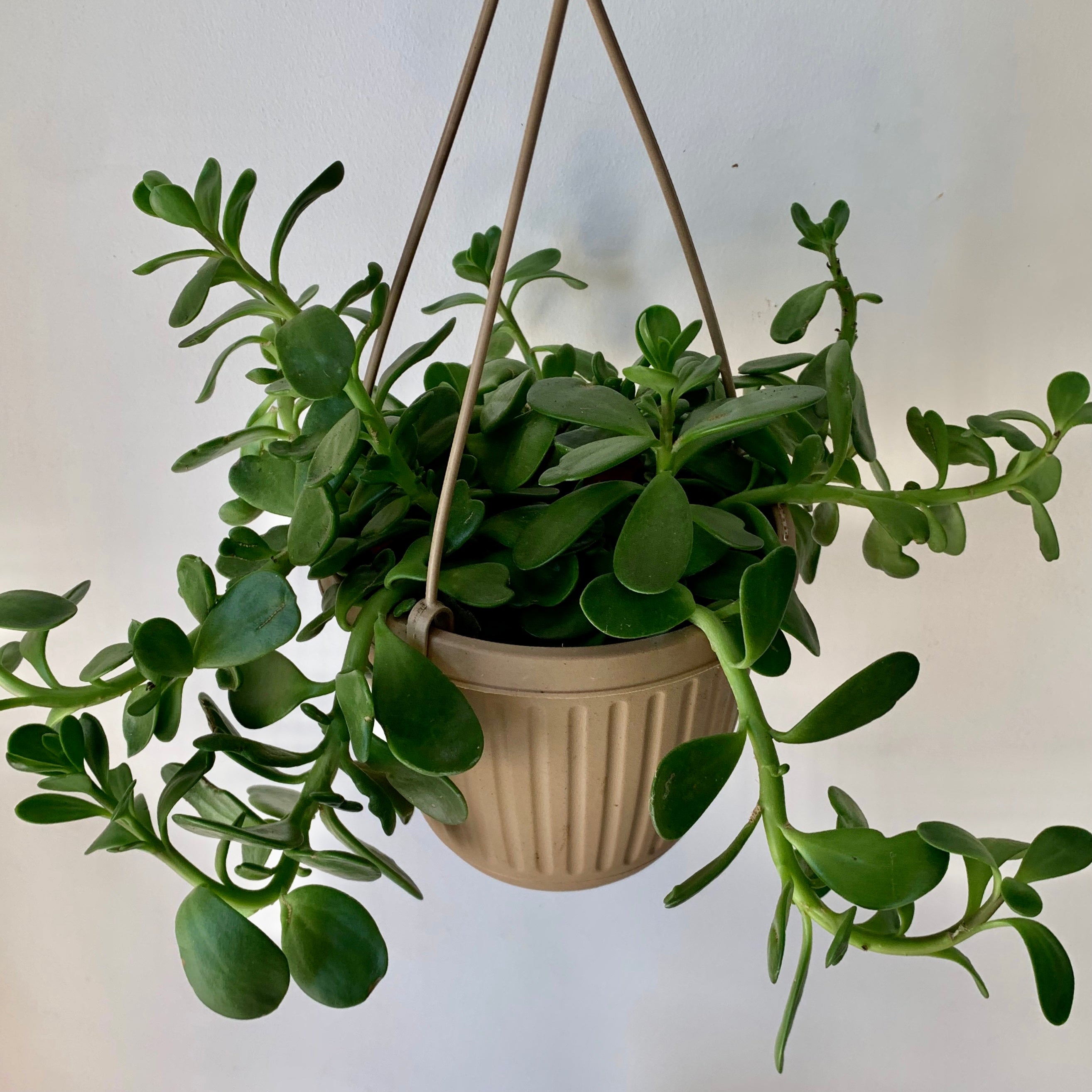 Trailing Jade Succulent (senecio jacobsenii) 6” hanging basket