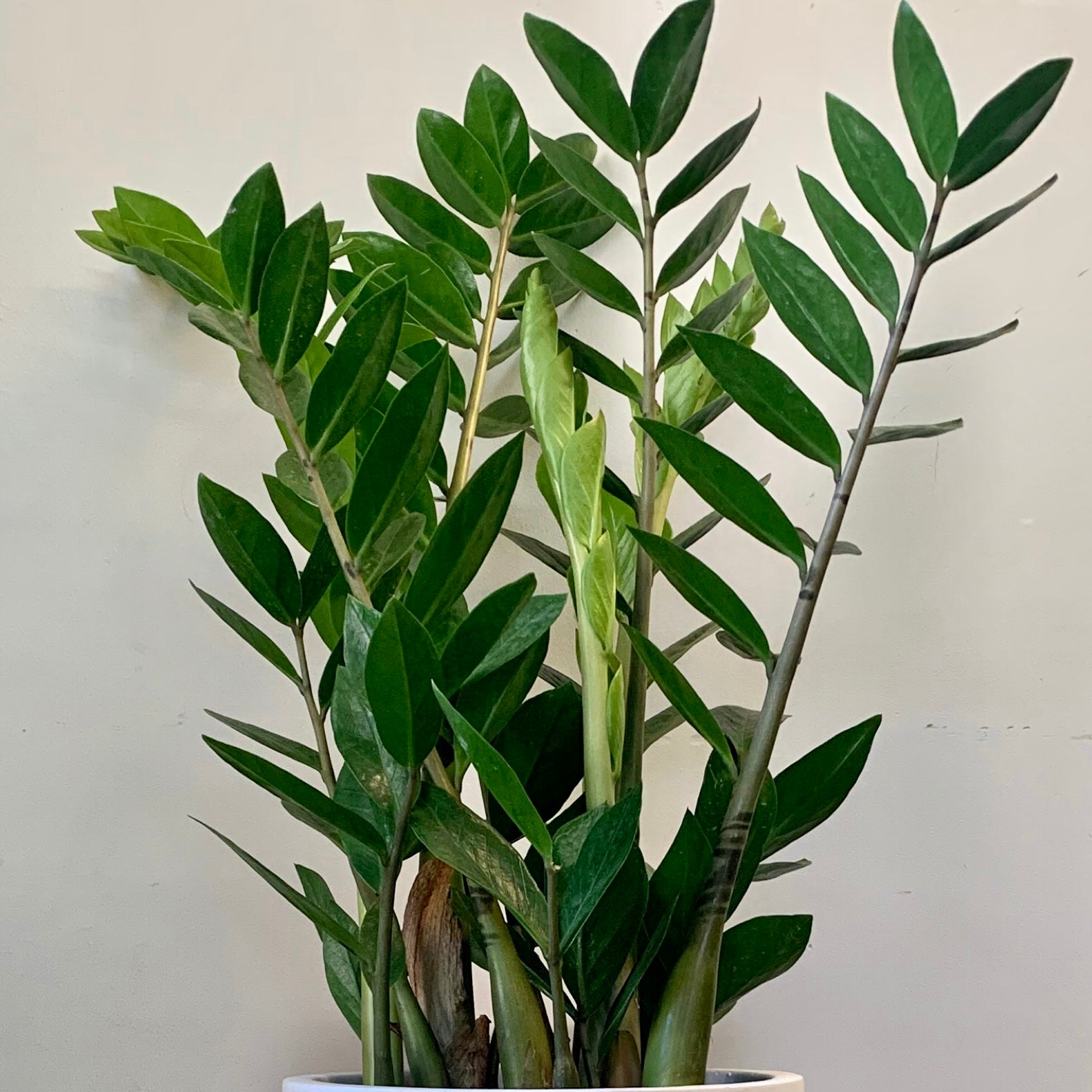 ZZ Plant (Zamioculcas Zamiifolia)  6”pot