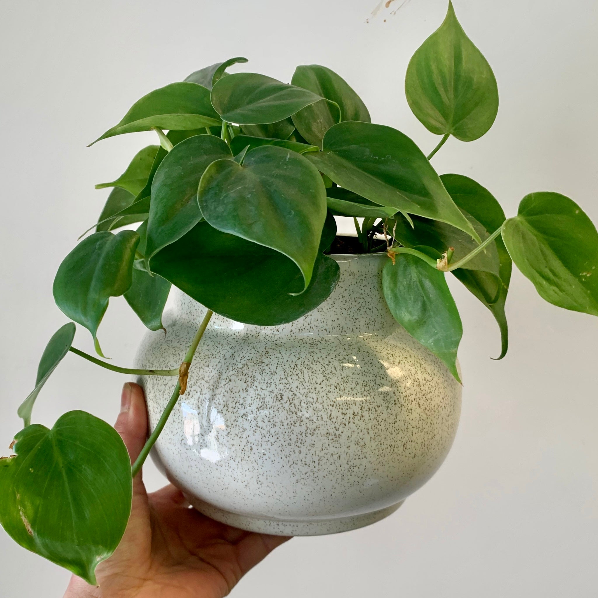 MILA Modern Bulbous Decorative Pot (4"X4.5")