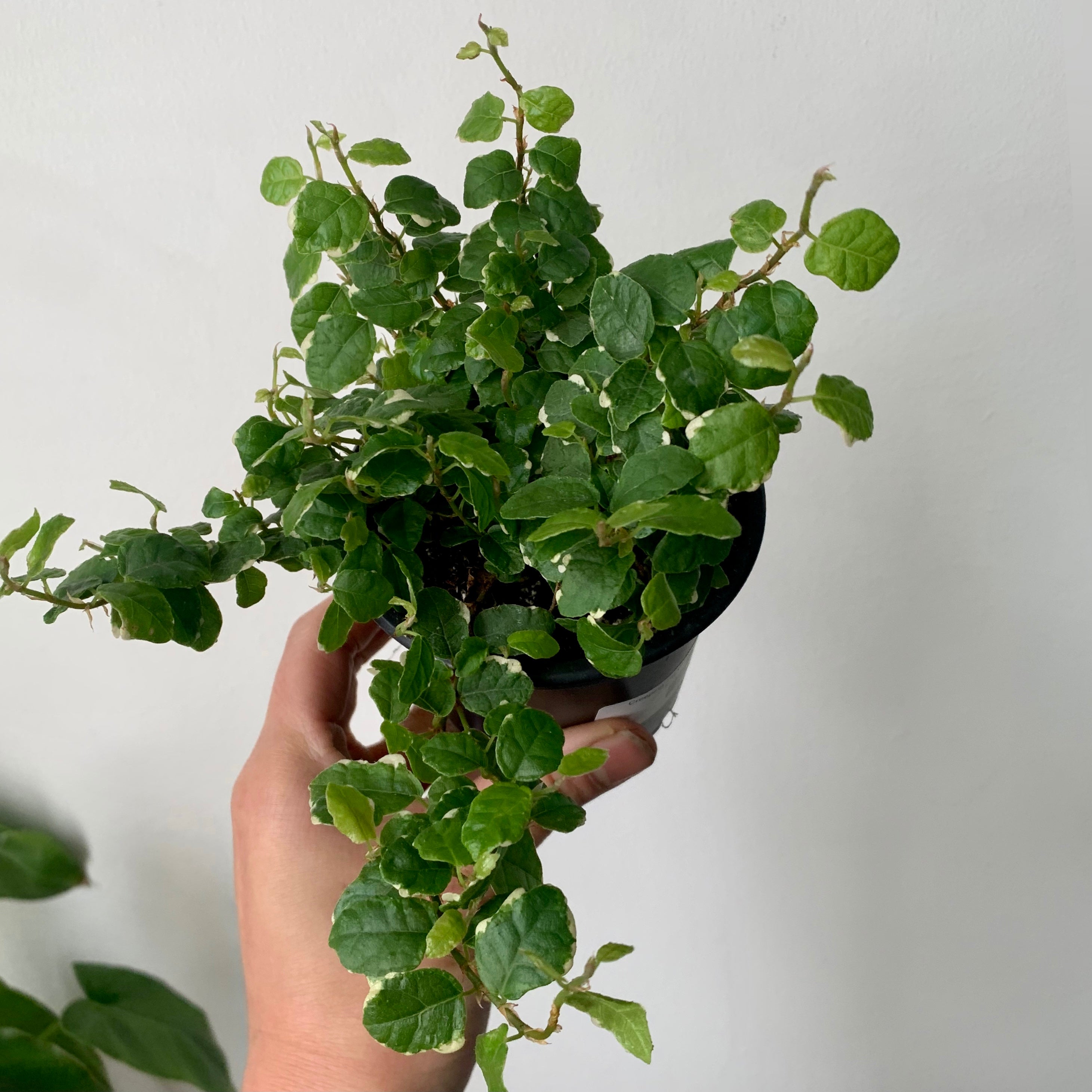 Variegated Creeping Fig  (Ficus pumila) 3.5"pot