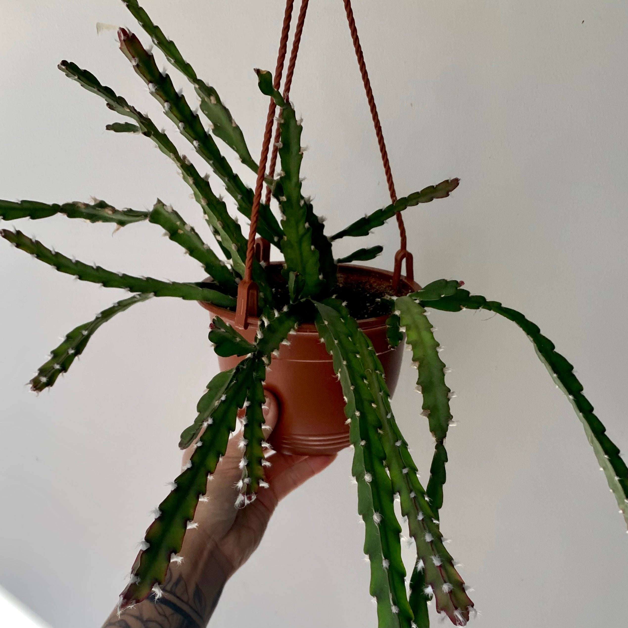 Hurricane Cactus (Lepismium cruciforme)  6” hanging basket